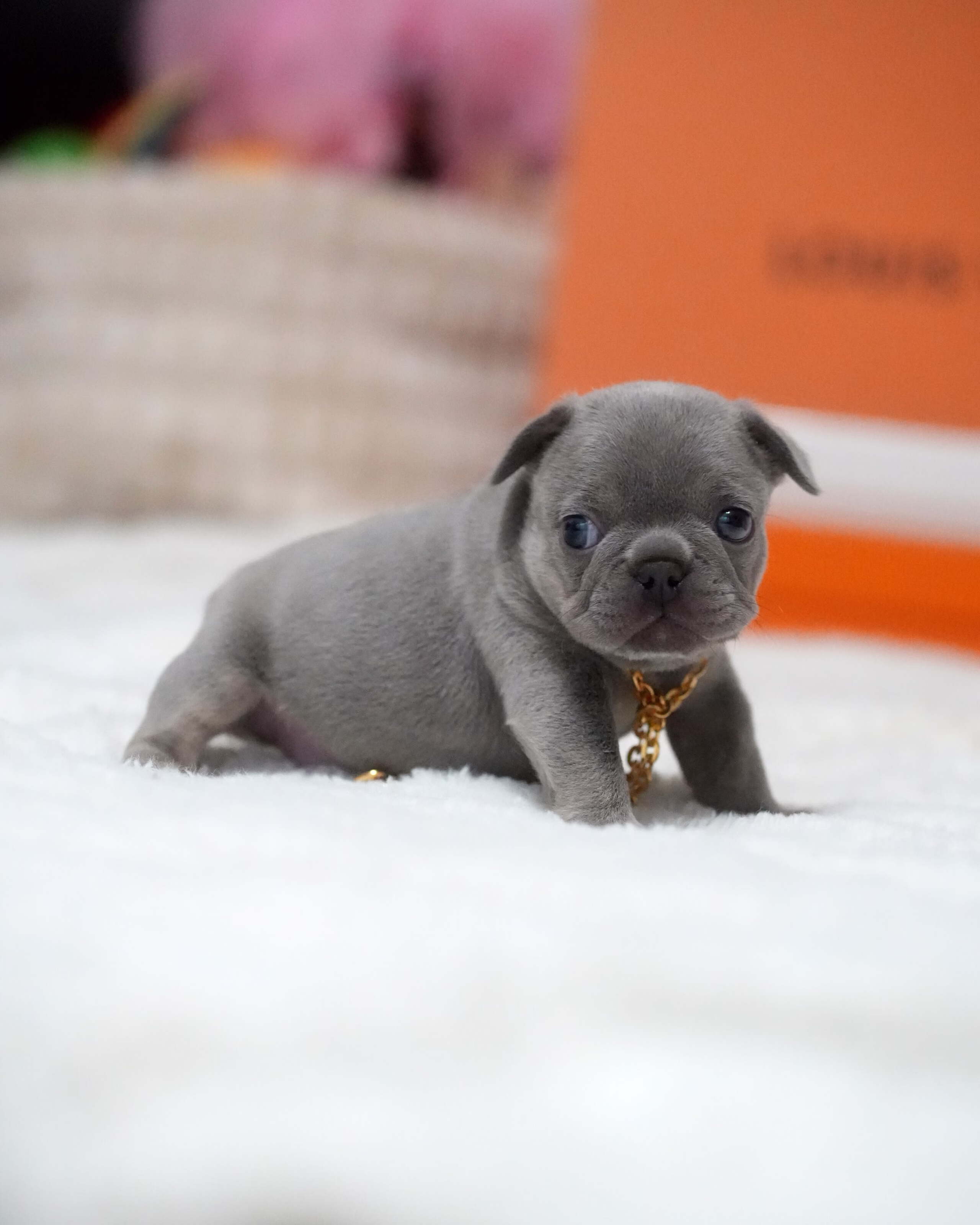 Purebred Female French Bulldog Blue with a sturdy bone structure, square head, solid blue-grey fur, and a gold chain.