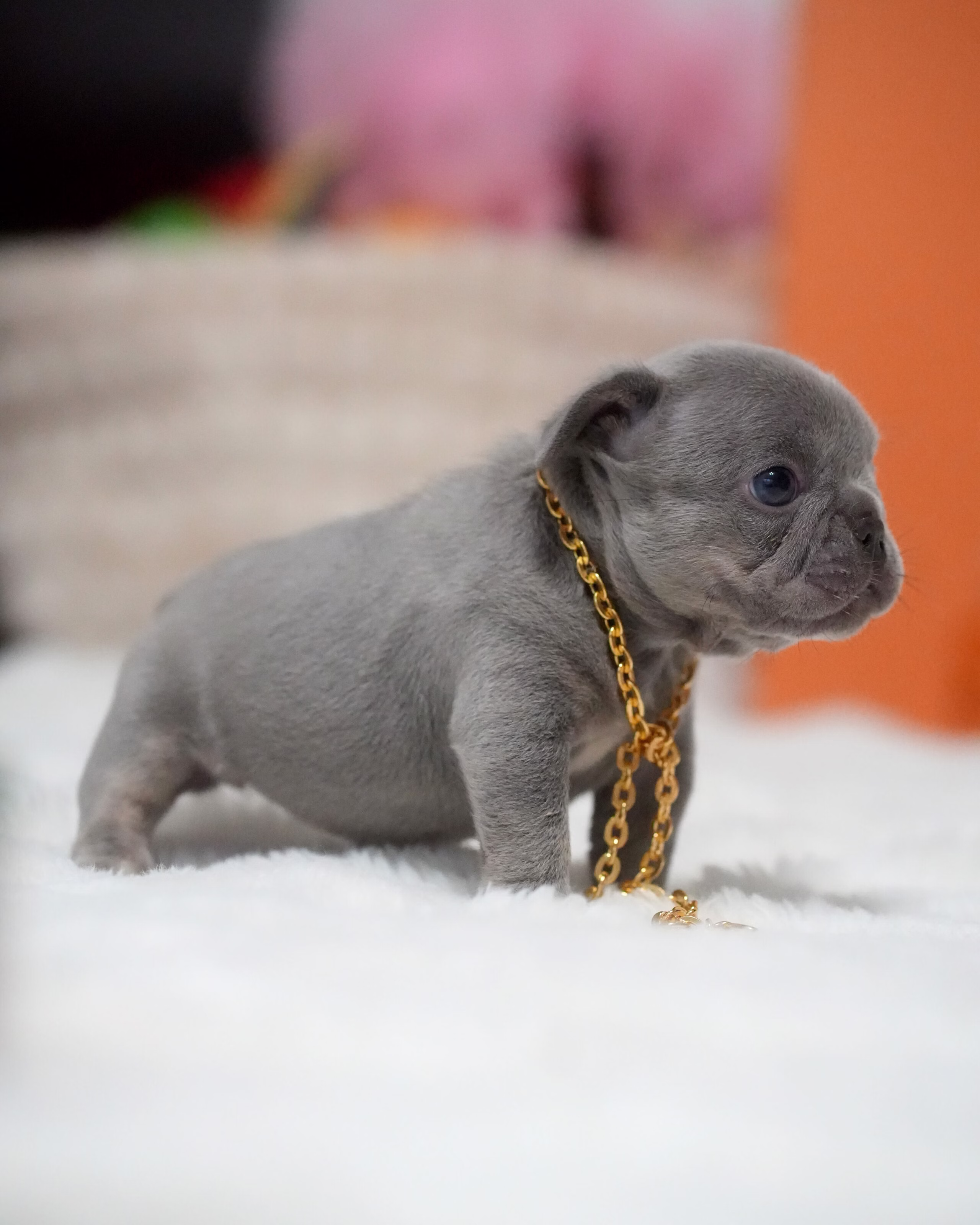 Female French Bulldog Blue with deep facial wrinkles, perfectly vertical ears, blue eyes, and a gold chain.