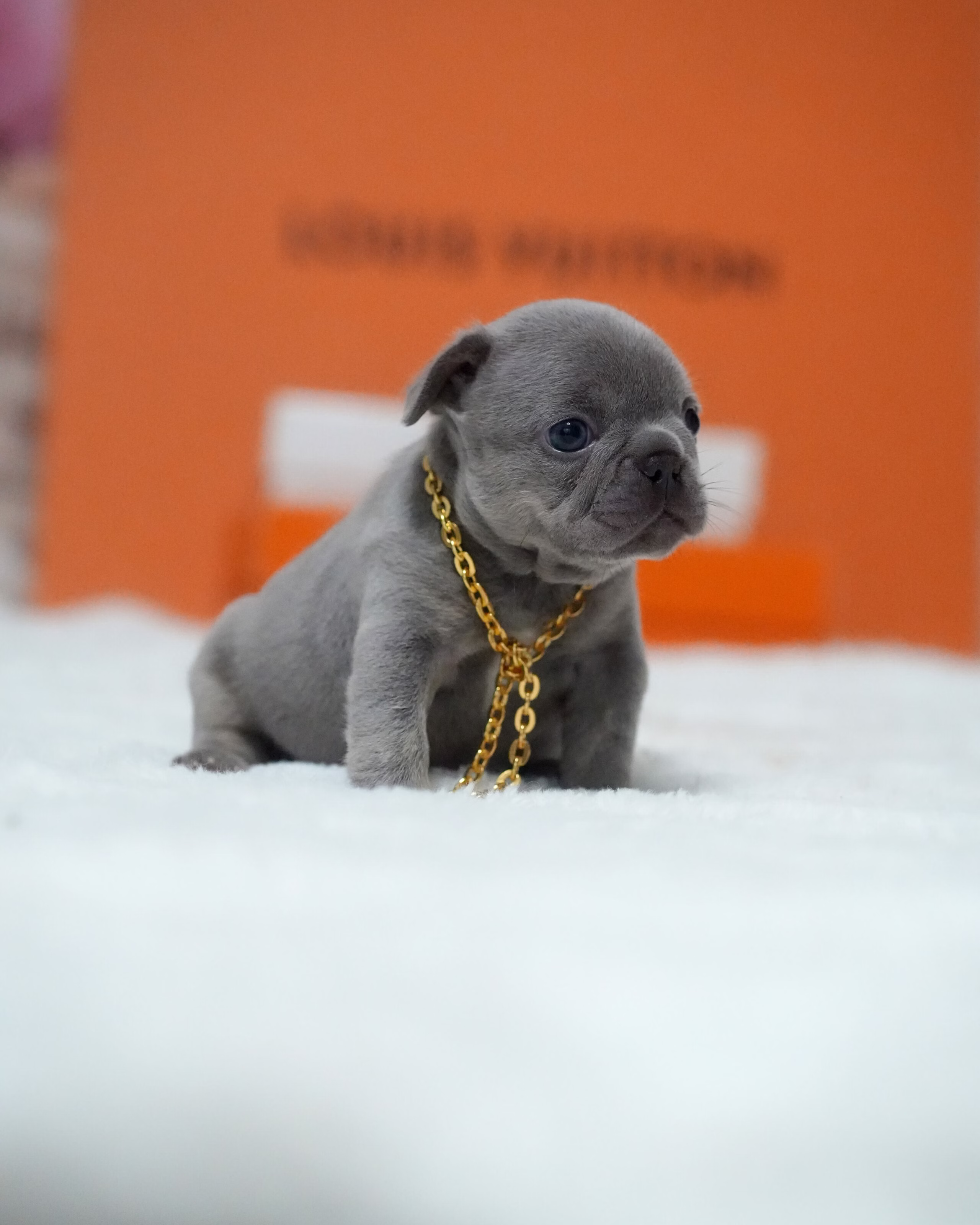 Female French Bulldog Blue showcasing a compact muscular frame, uniform blue pigment, and a gold chain