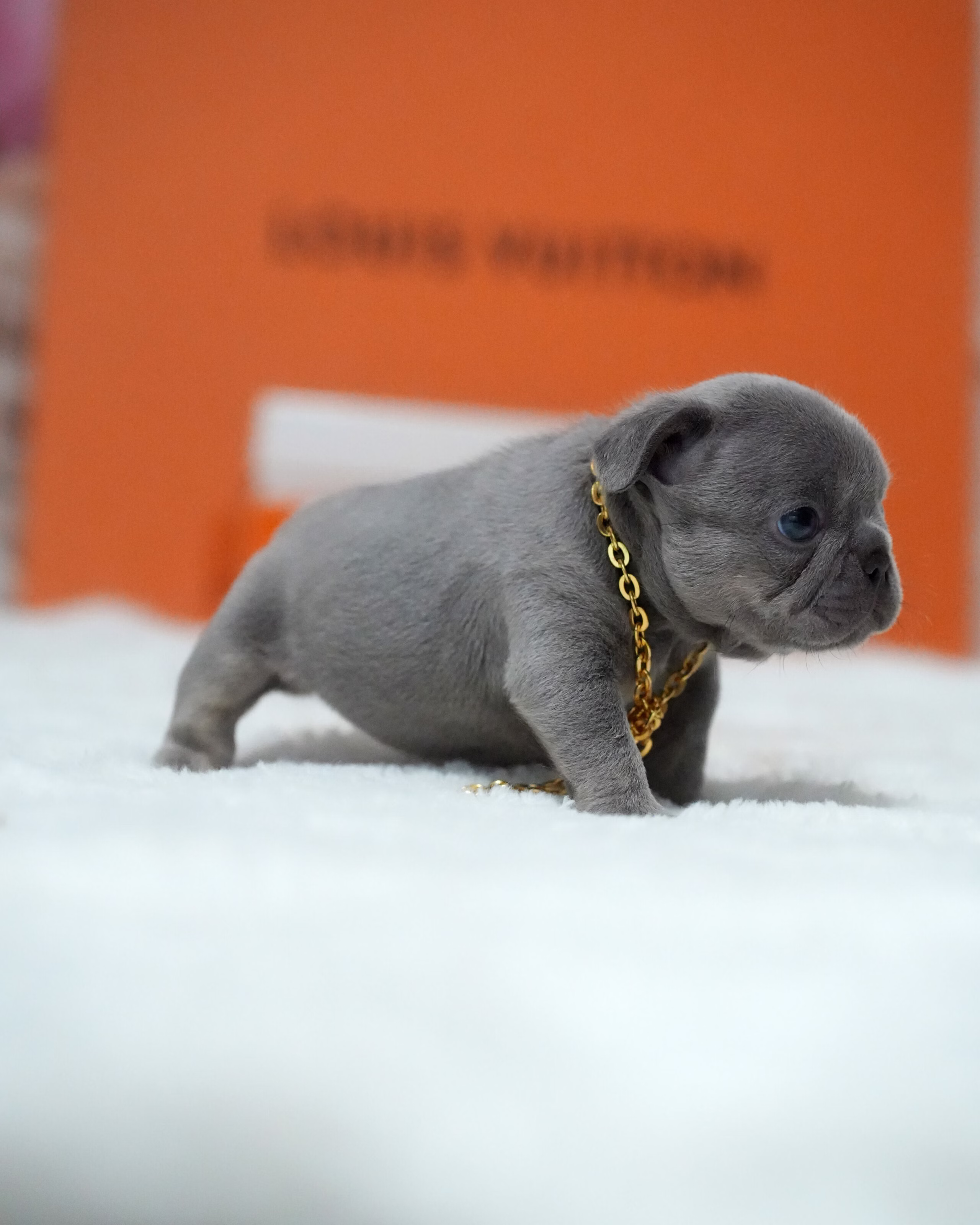Female French Bulldog Blue with a solid steel-grey coat, dark intelligent eyes, upright bat ears, and a gold chain