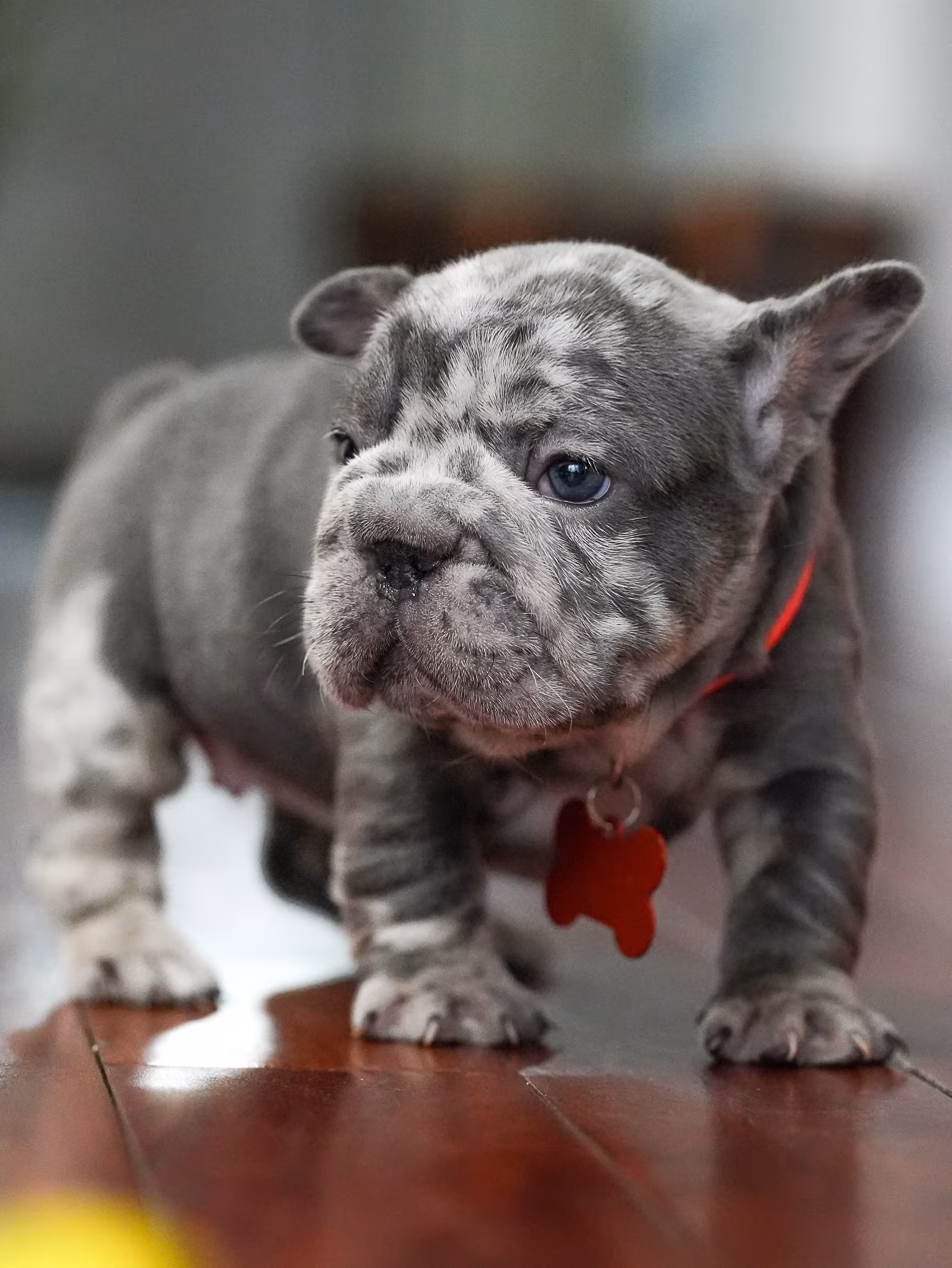 Vet-Checked Blue Merle Female | 100% Safe US Shipping Vet-Checked Blue Merle Female | 100% Safe US Shipping