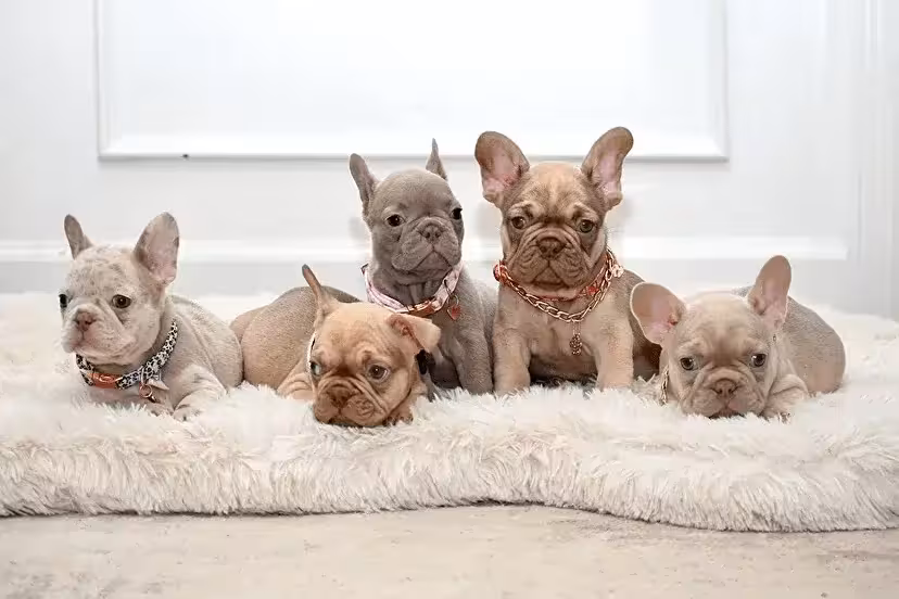 French_Bulldogs_2023.png French_Bulldogs_2023.png