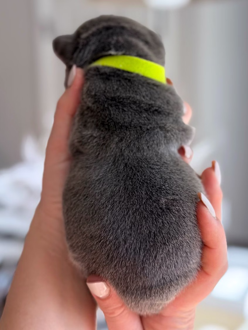 Male Blue Tan French Bulldog pup from behind, highlighting the solid blue coat and upright ears.