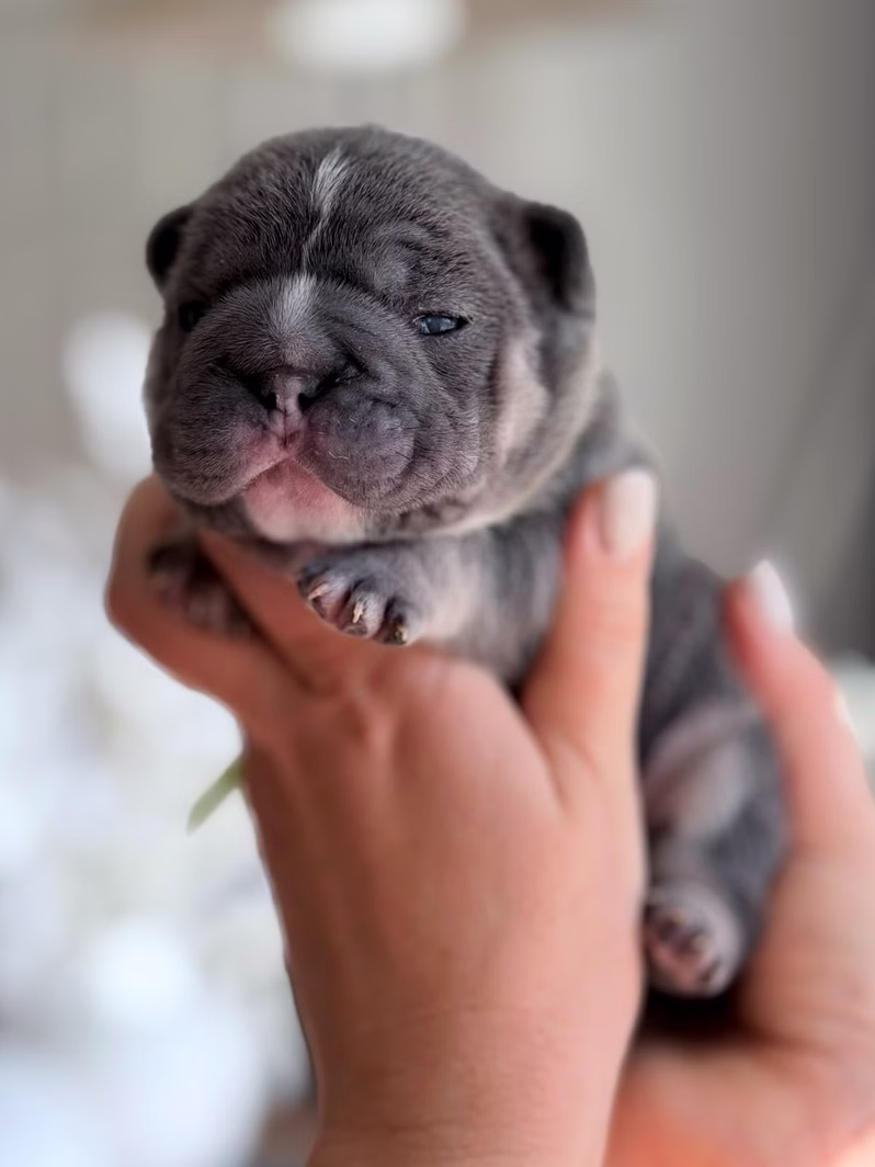 Male French Bulldog pup in blue tan color with distinct tan points, alert upright ears, and intelligent wide-set eyes.