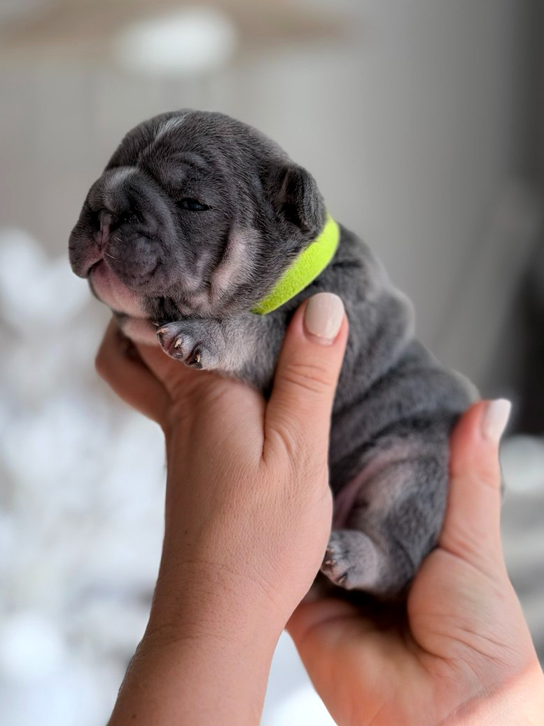 Vet-Checked Blue Tan French Bulldog Pup For Sale | Best French Puppies