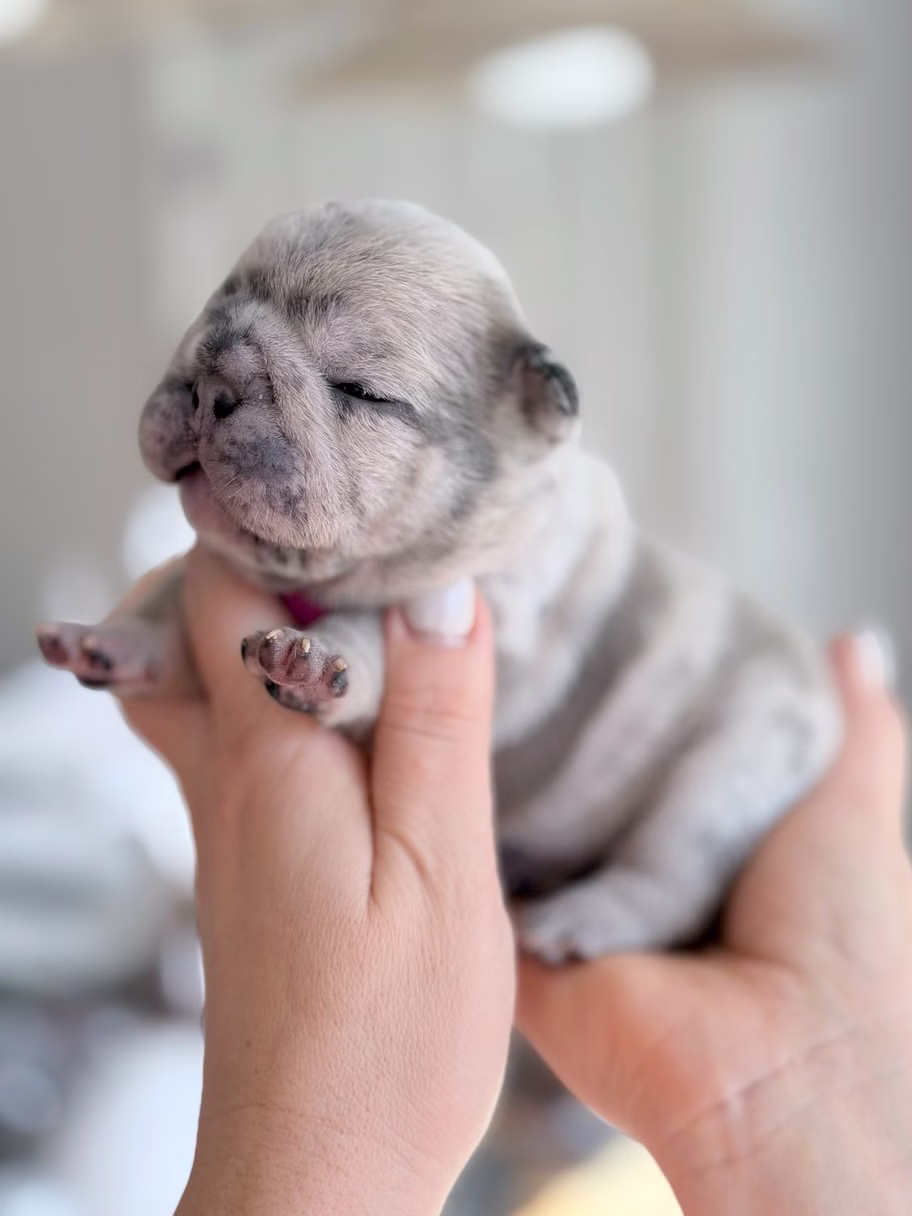 Female purebred French Bulldog pup in blue merle color with unique spotted coat, upright ears, and bright eyes.