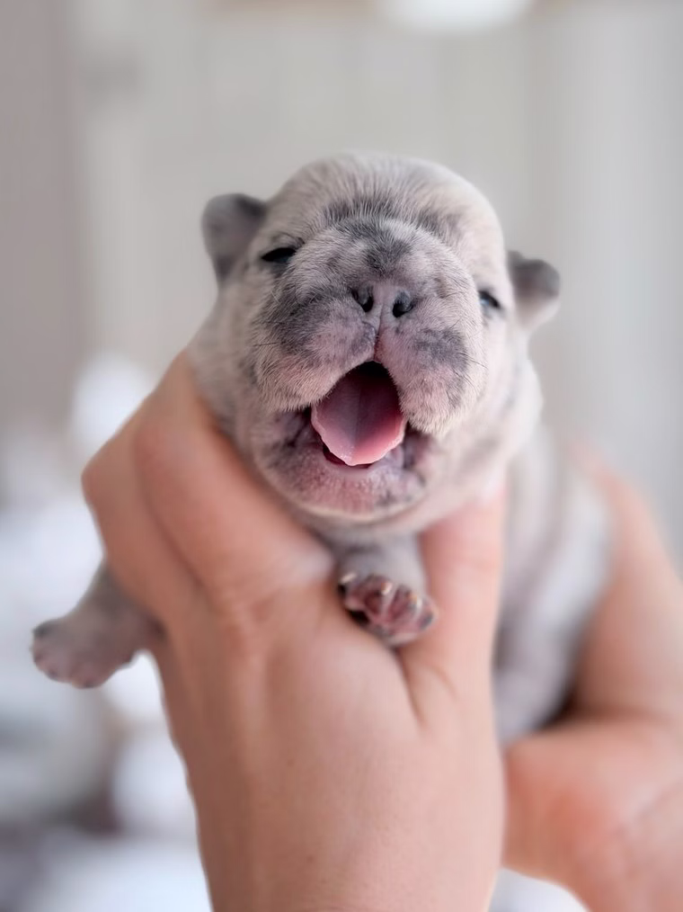 Female Blue Merle French Bulldog pup featuring alert bat ears and symmetrical eyes.
