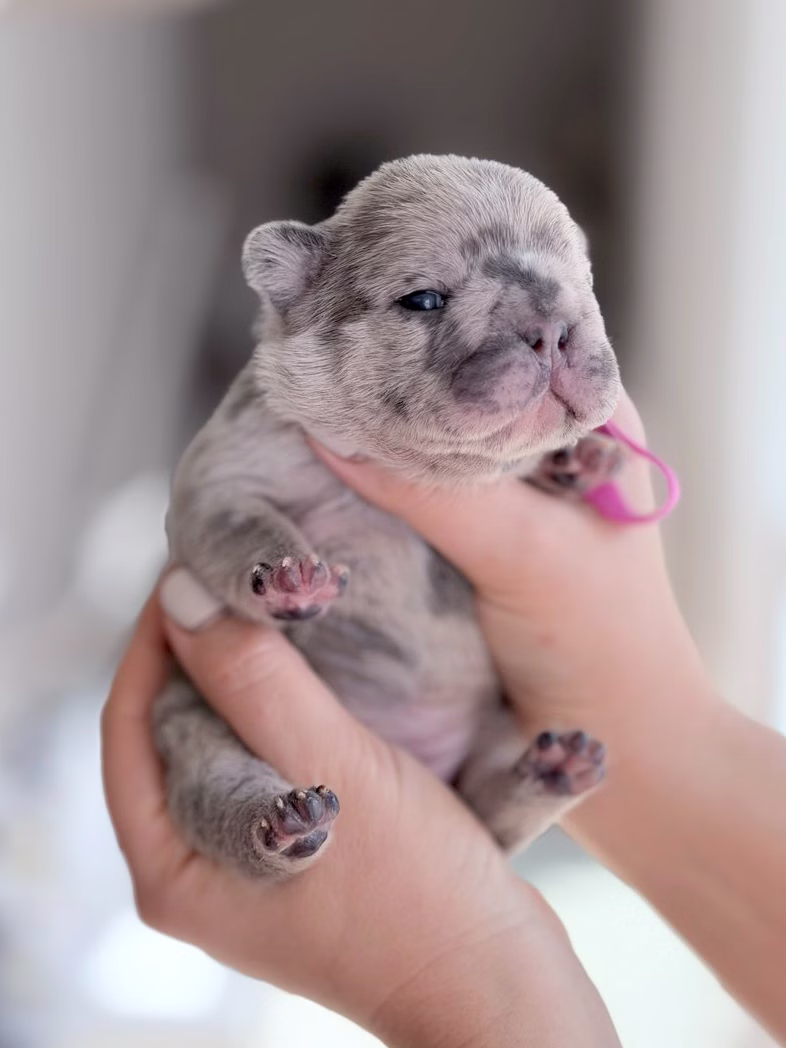 Female Blue Merle French Bulldog puppy held in hands, showcasing her compact frame, bat ears, and bright eyes.