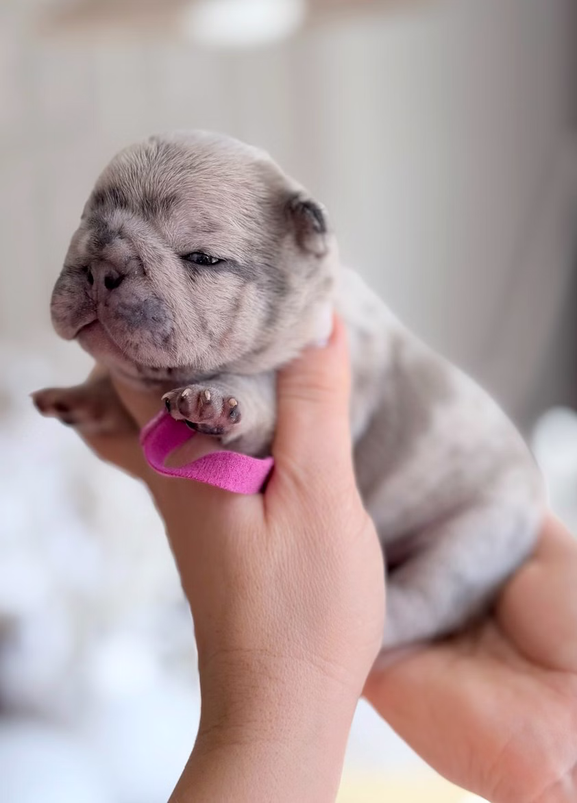 Female Blue Merle French Bulldog puppy with a marbled grey-blue coat, upright bat ears, and clear dark eyes.