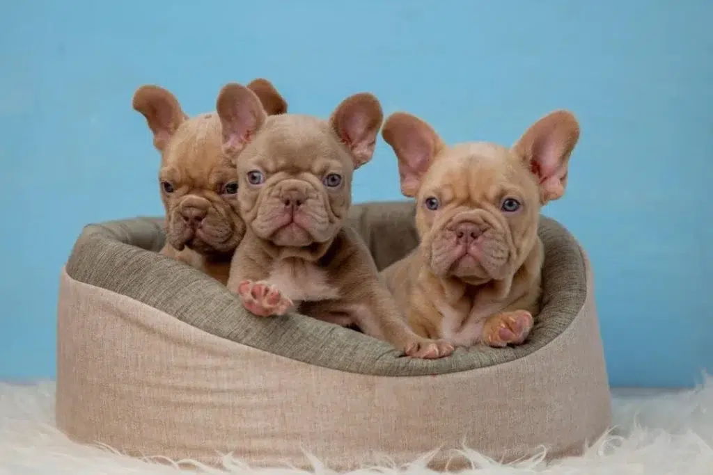 blue-background-french-bulldog-puppies blue-background-french-bulldog-puppies