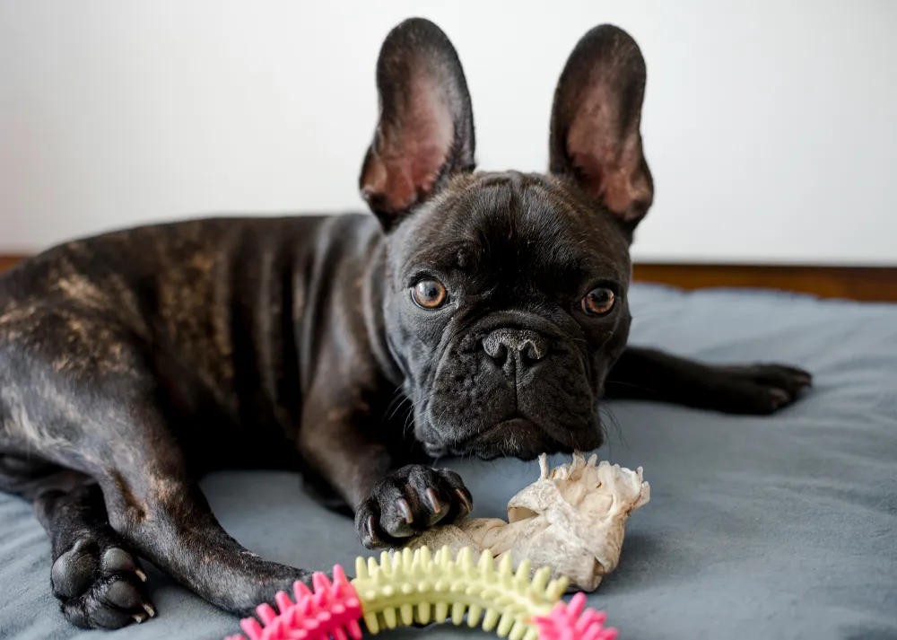 Safe Play: Recommended Toys for Frenchie Puppies