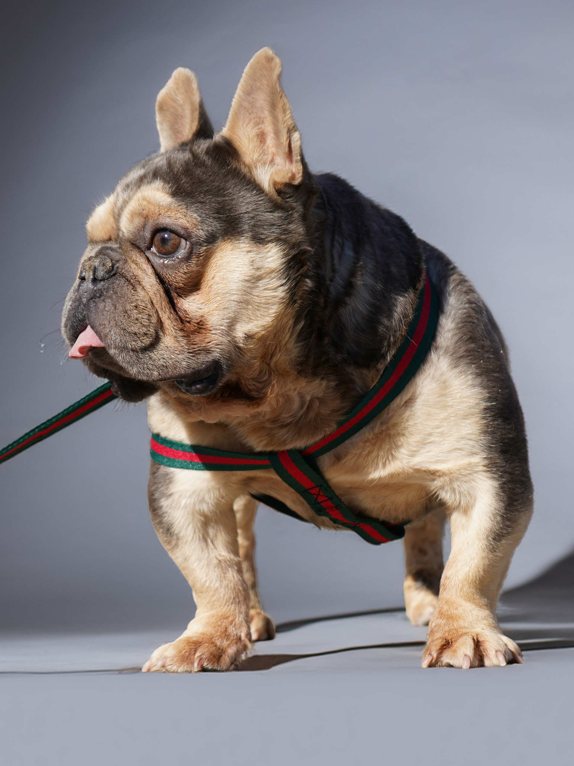 DSC011981 копия-fotor-2026012513315 DSC011981 копия-fotor-2026012513315