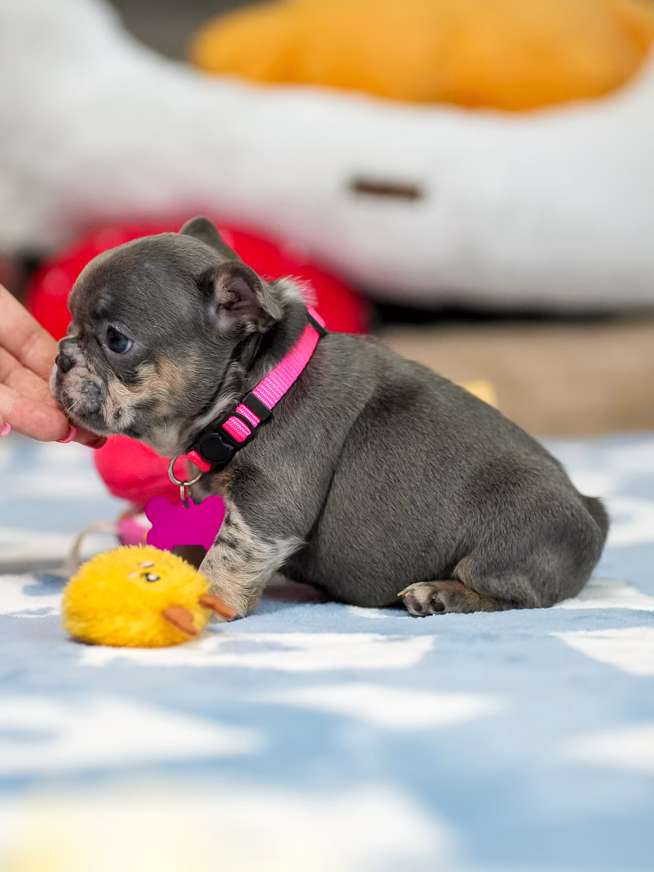 DSC04513-fotor-20260317162110 DSC04513-fotor-20260317162110