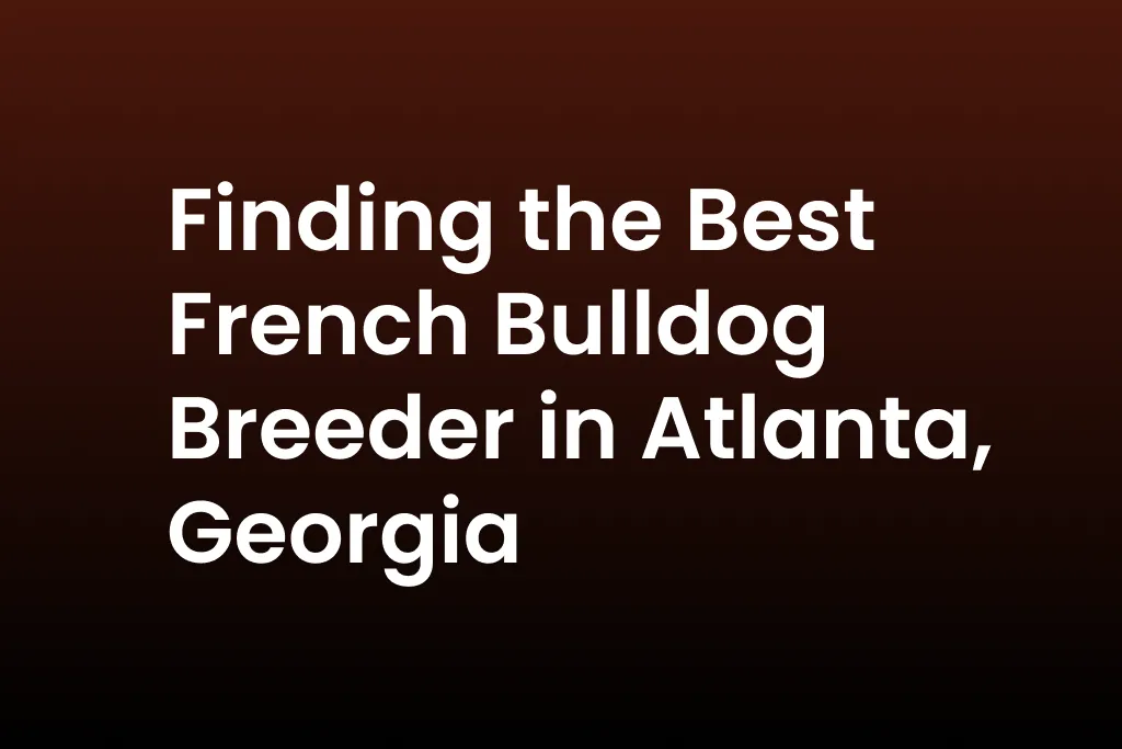 Finding the Best French Bulldog Breeder in Atlanta, Georgia