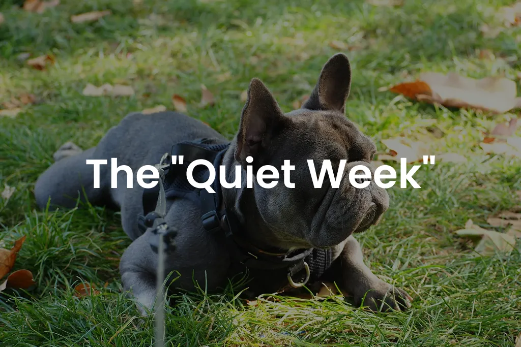 The “Quiet Week” ‼️⚠️