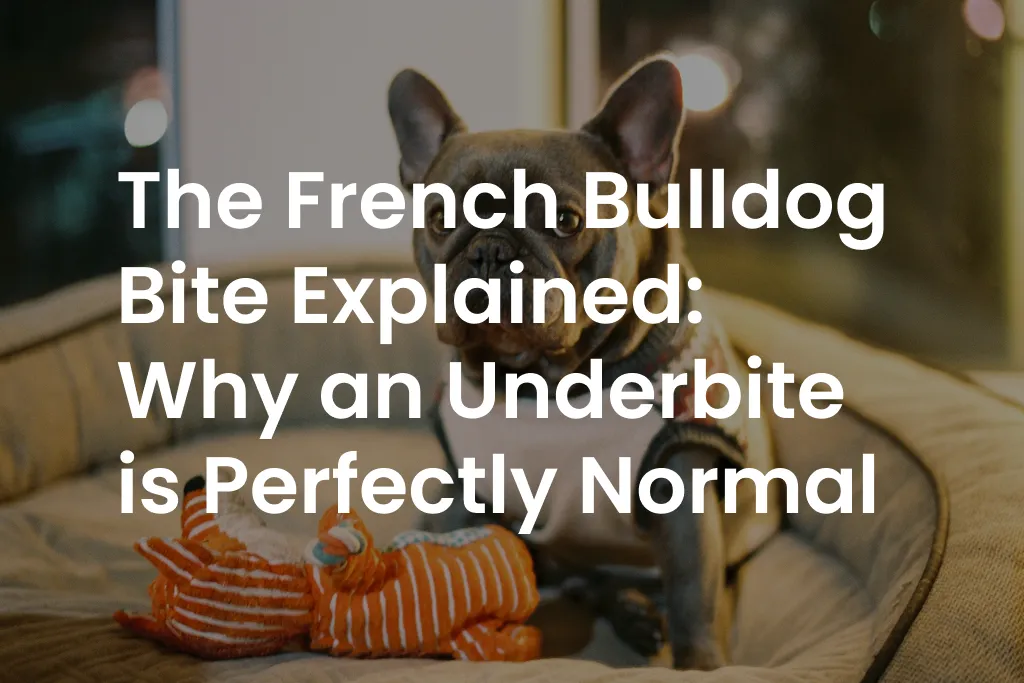 The French Bulldog Bite Explained: Why an Underbite is Perfectly Normal