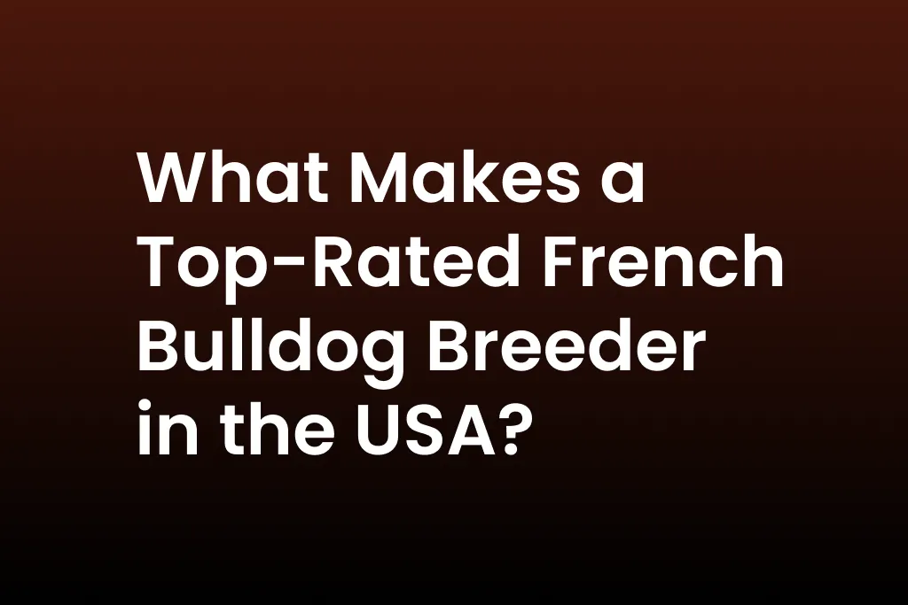 What Makes a Top-Rated French Bulldog Breeder in the USA?