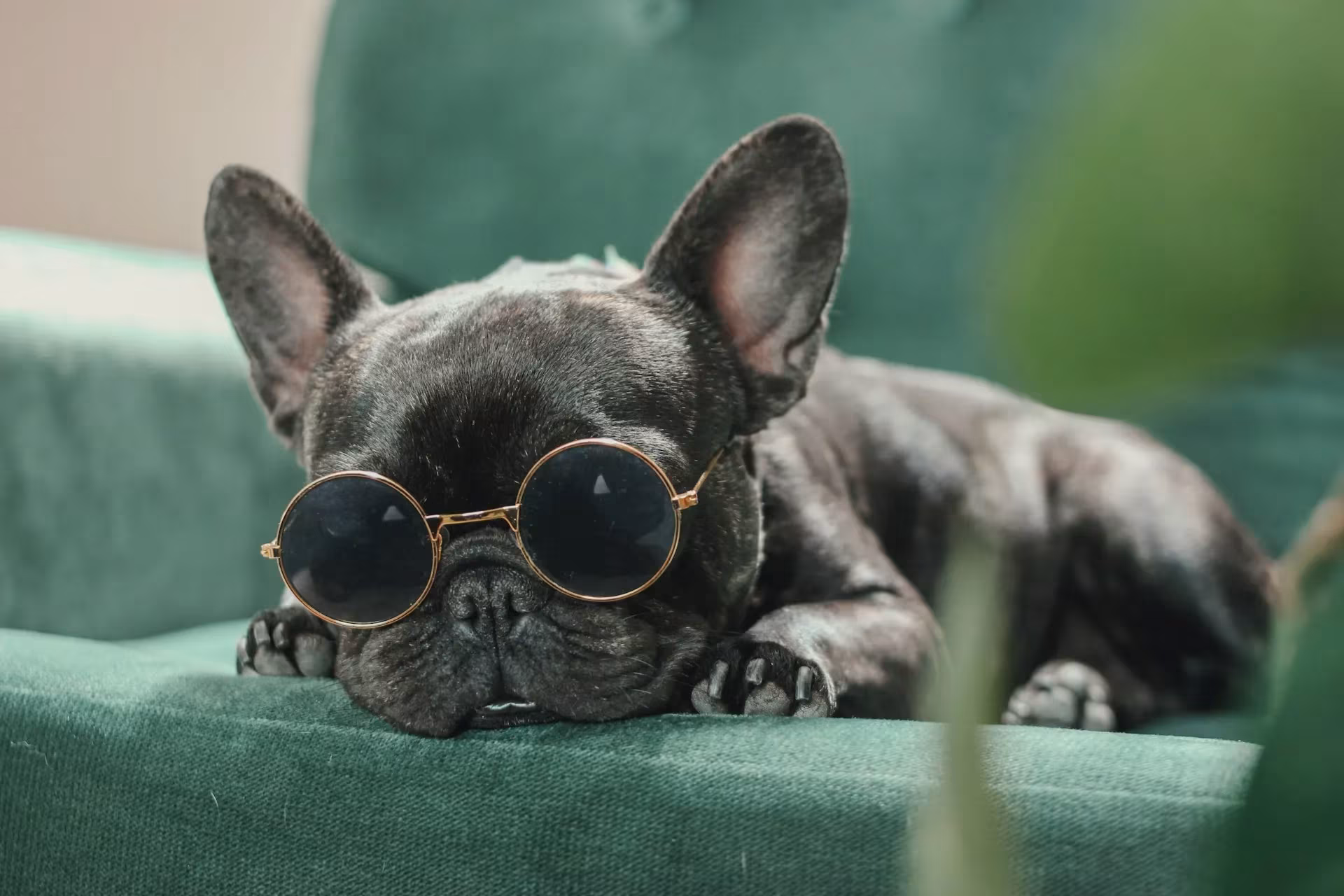 Sweet Dreams: Luxury Relaxation for Your French Bulldog Sweet Dreams: Luxury Relaxation for Your French Bulldog