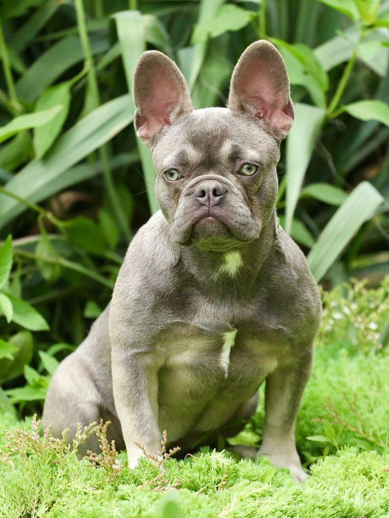 French bulldog Parents Heritage | Fawn Breeding Quality USA French bulldog Parents Heritage | Fawn Breeding Quality USA