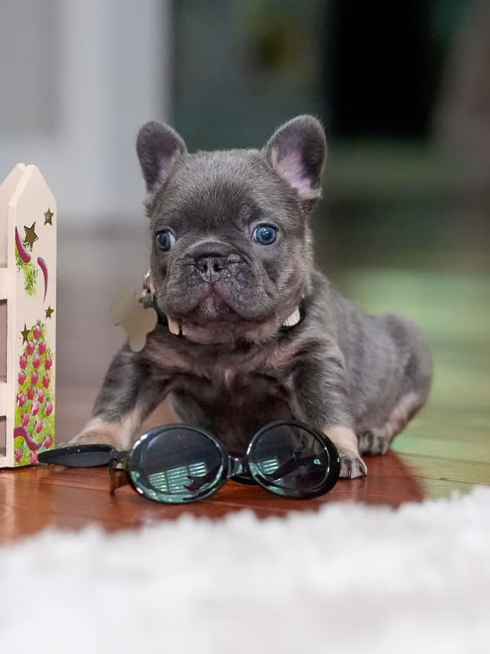 Blue and Tan Frenchie puppy posing with sunglasses and white fence - Bestfrench Puppies