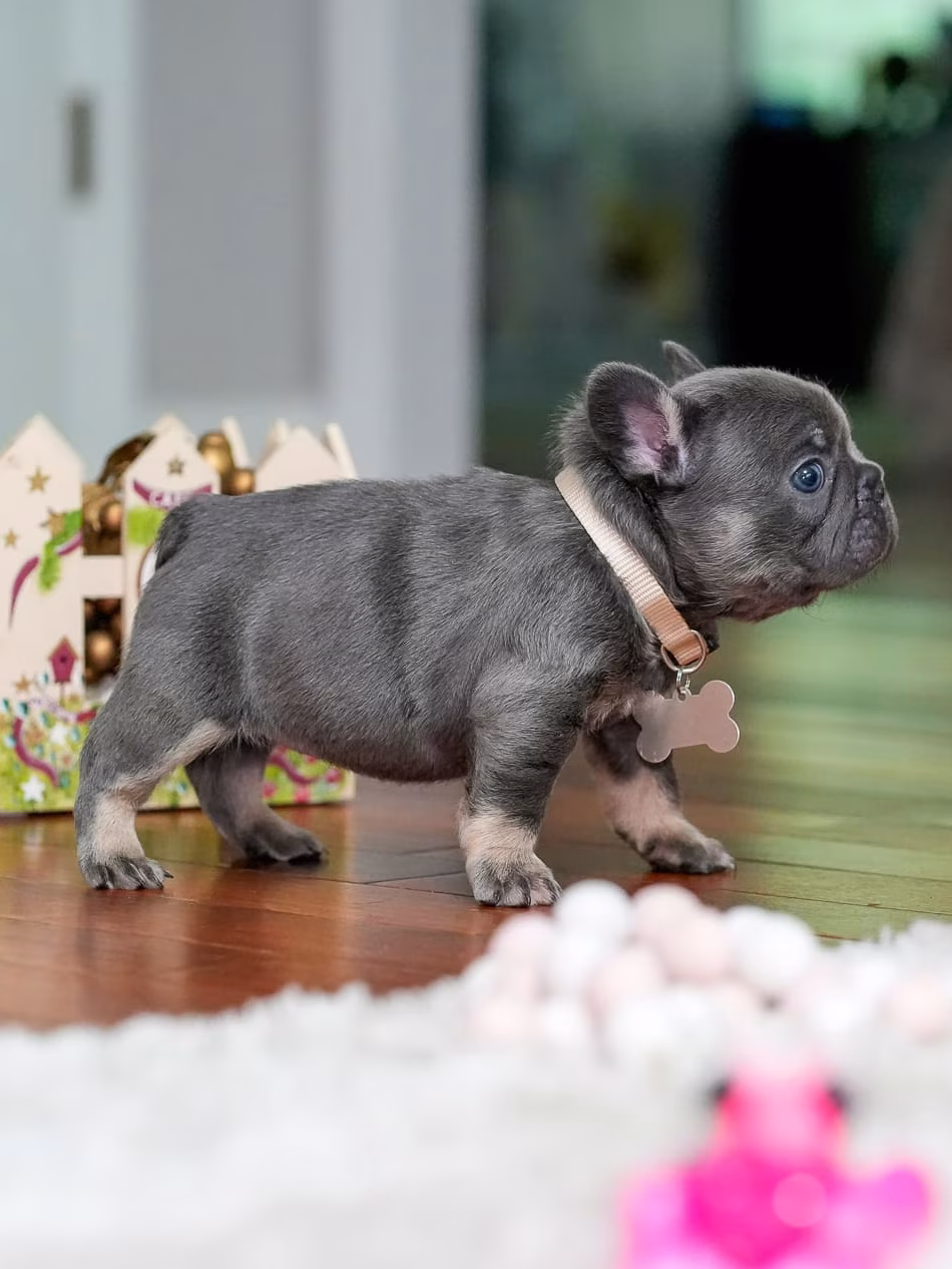Blue and Tan Frenchie puppy sitting behind white decorative fence - Bestfrench Puppies