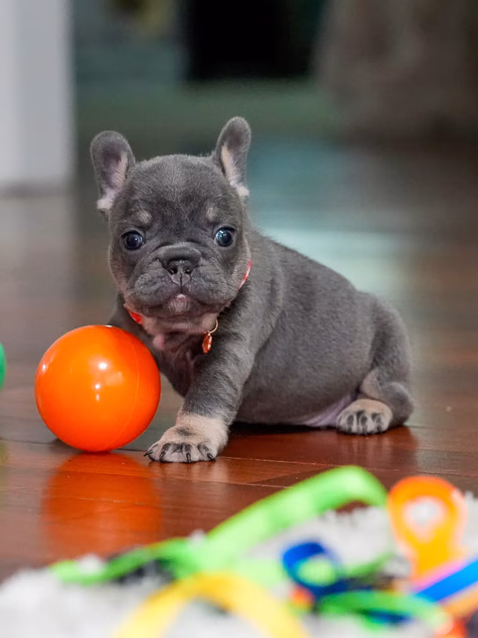 Blue and Tan French Bulldog puppy with blue collar sitting near orange ball - Bestfrench Puppies