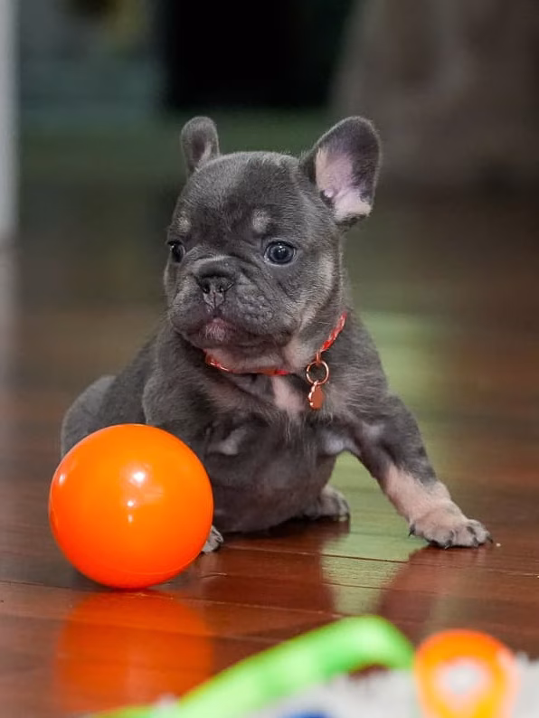 Female French bulldog puppy featuring a small muscular stature, large bat-shaped ears, soft charcoal-blue fur with distinct tan accents, wearing a red collar.