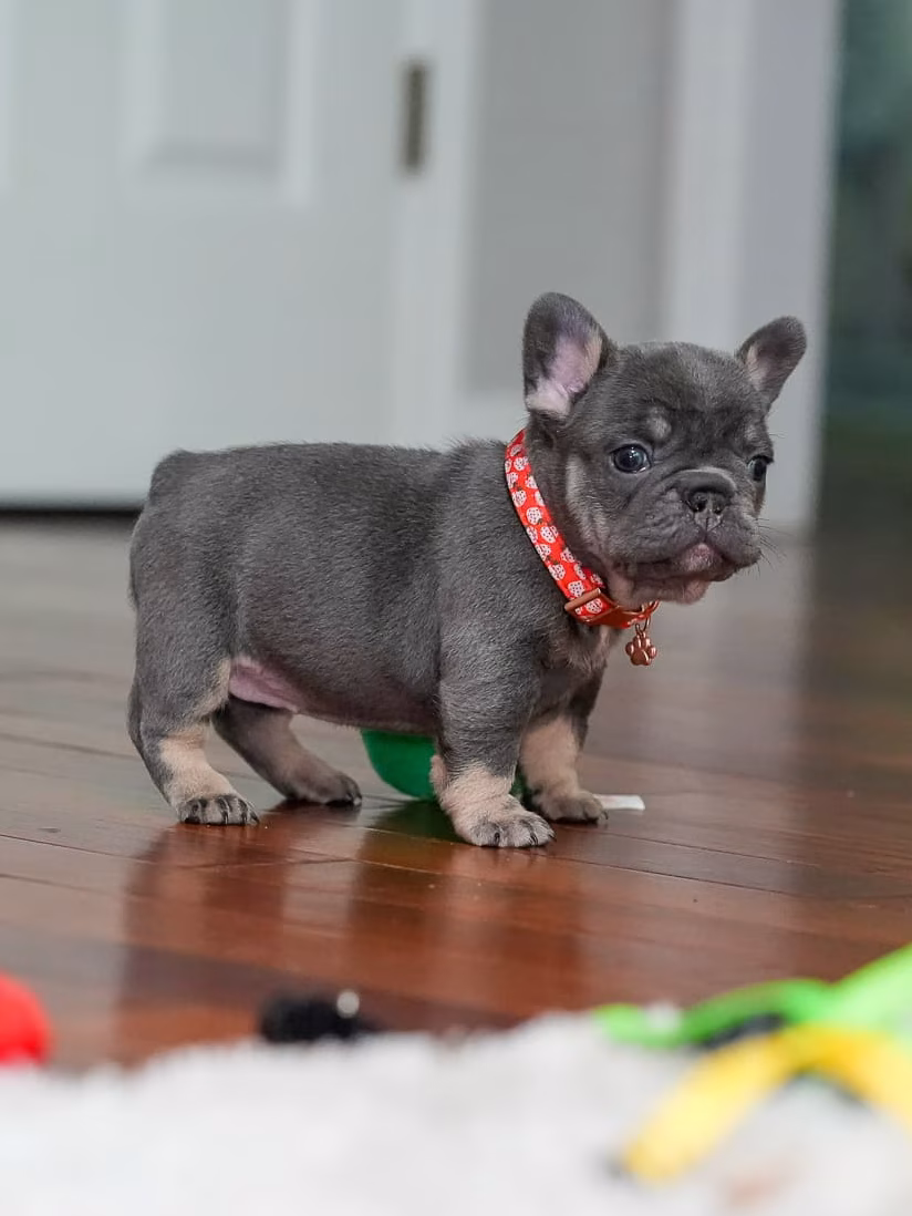 Female French bulldog puppy showcasing a short-backed athletic build, wide symmetrical bat ears, velvet-texture steel-blue fur with tan points, wearing a stylish red collar.
