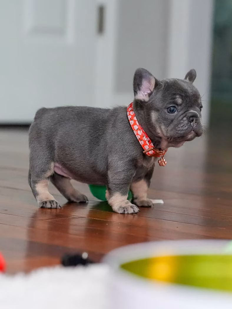 Female French bulldog puppy with a deep slate-blue coat and tan points, compact muscular build, large upright bat ears, wearing a red collar.