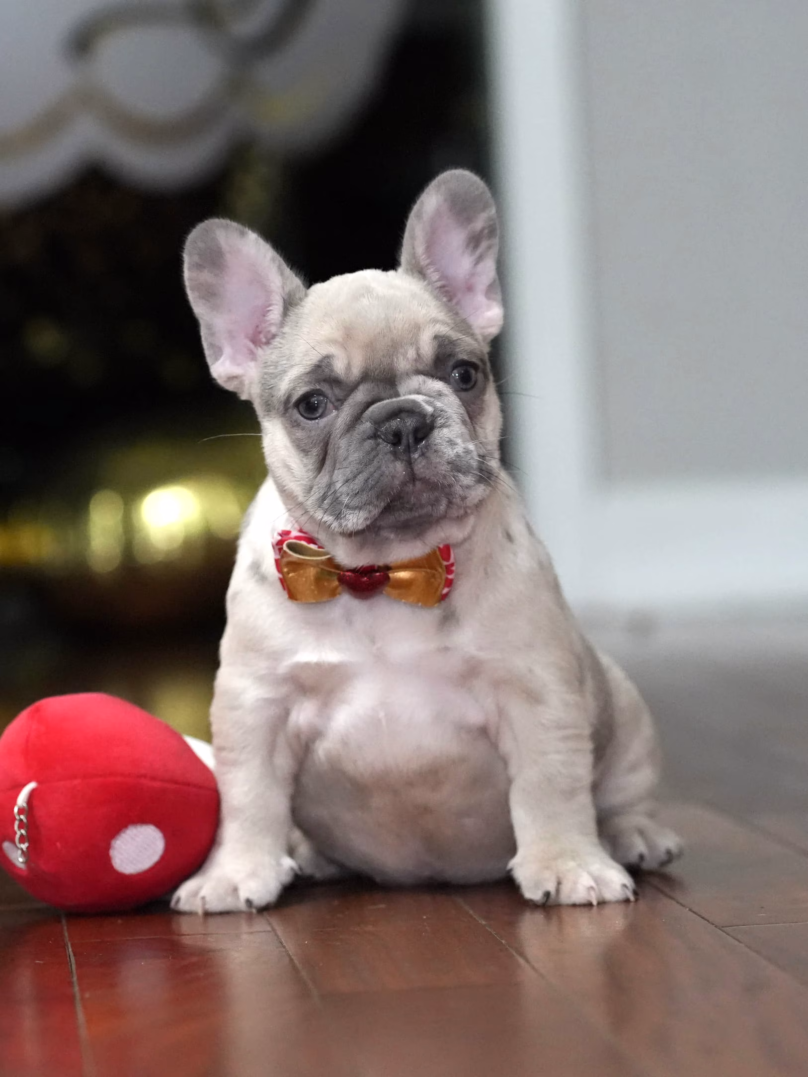 Fawn Merle female French Bulldog puppy standing in profile - Bestfrench Puppies
