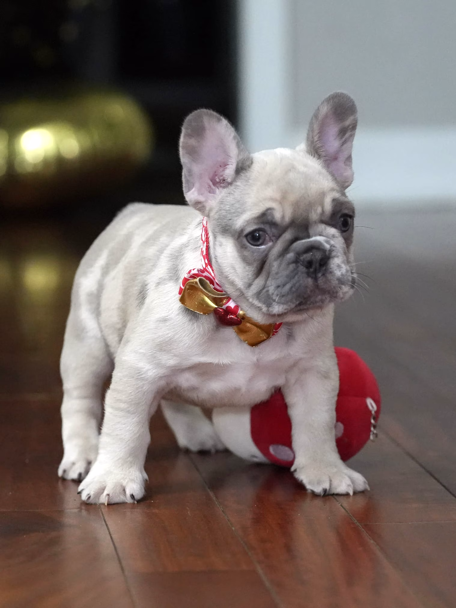 Rare Fawn Merle female French Bulldog puppy exploring the yard - Bestfrench Puppies
