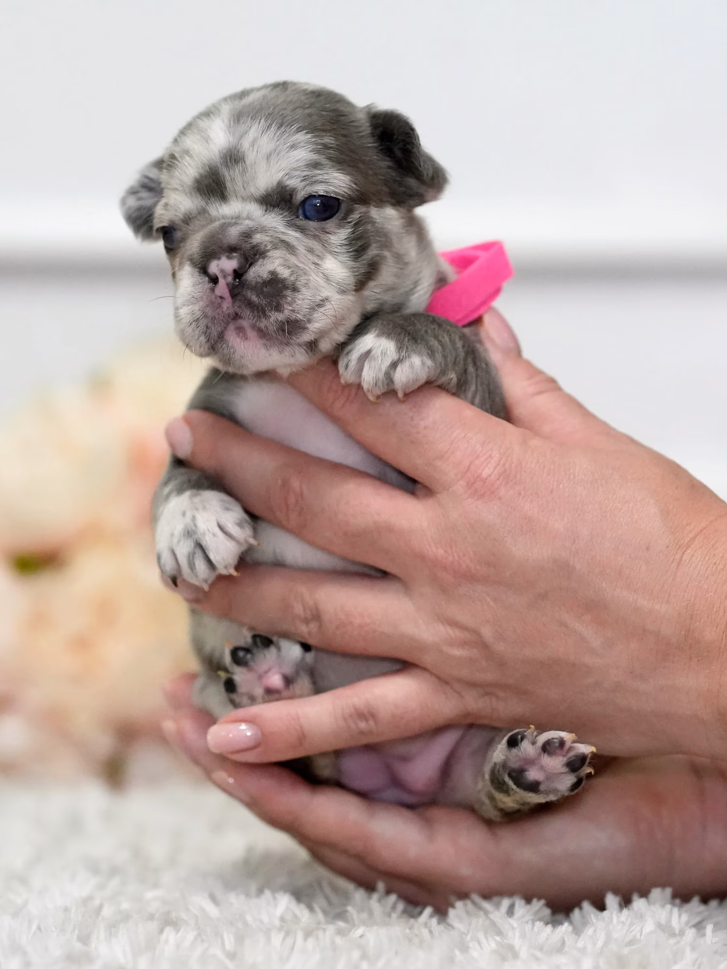Blue Merle female French Bulldog puppy standing outdoors - Bestfrench Puppies