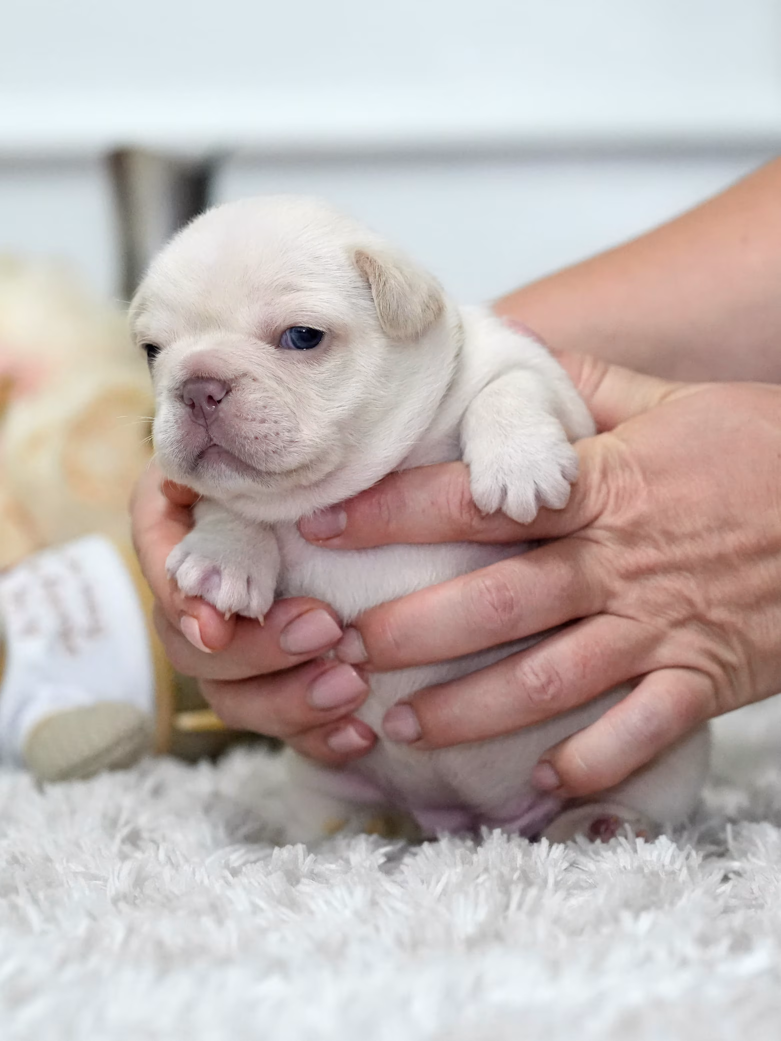 High-quality Cream female French Bulldog puppy outdoors - Bestfrench Puppies