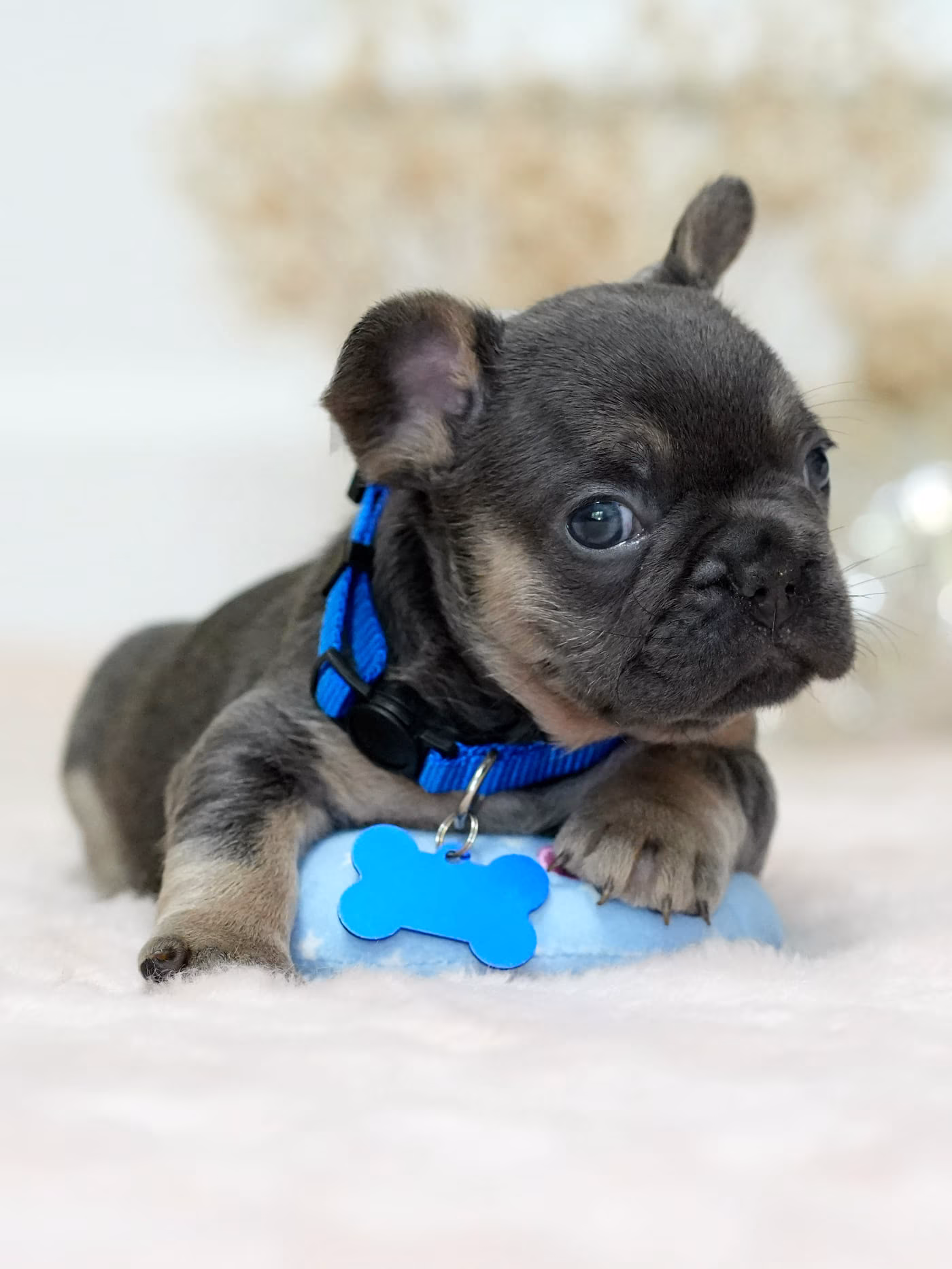 Blue and Tan Frenchie male puppy with thick bone structure