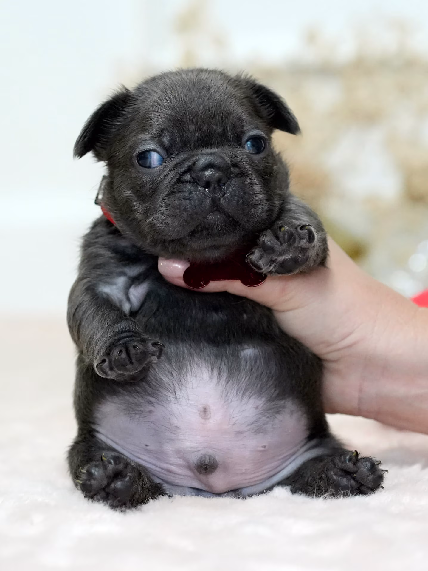 Solid Blue French Bulldog puppy exploring the yard - Bestfrench Puppies
