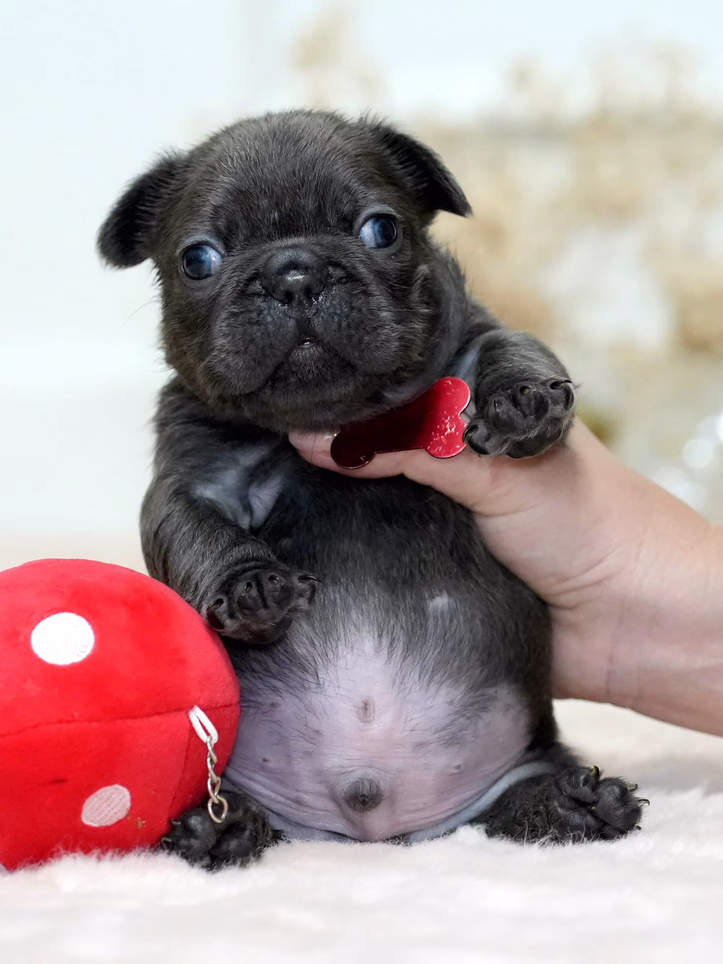 Solid Blue male French Bulldog puppy standing outdoors with green background - Bestfrench Puppies