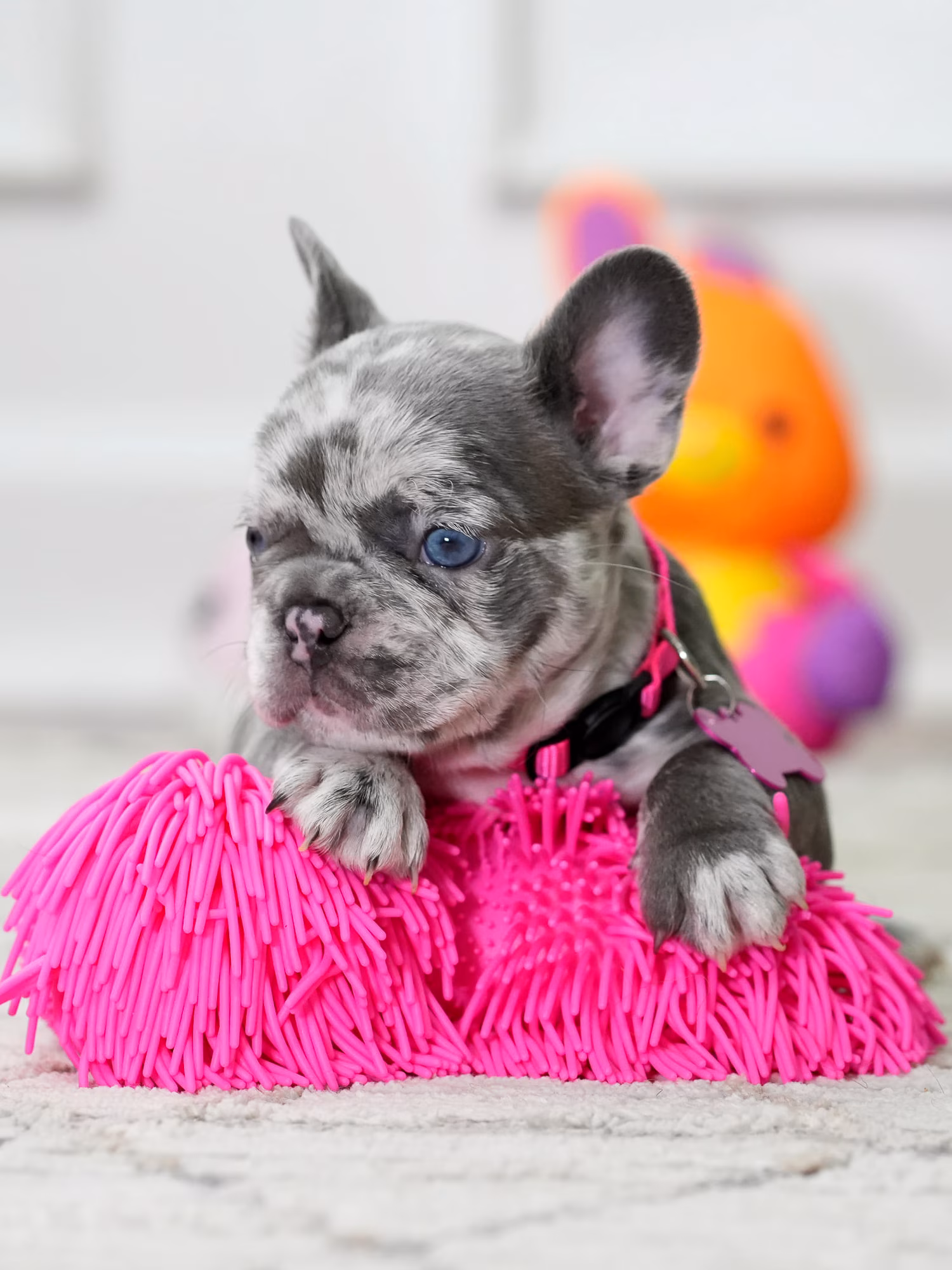 Lilac Merle French bulldog Female | Rare Puppy Sale USA Lilac Merle French bulldog Female | Rare Puppy Sale USA