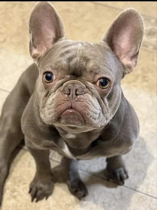 Blue Tan French bulldog Parents | Elite US Lineage Sale Blue Tan French bulldog Parents | Elite US Lineage Sale