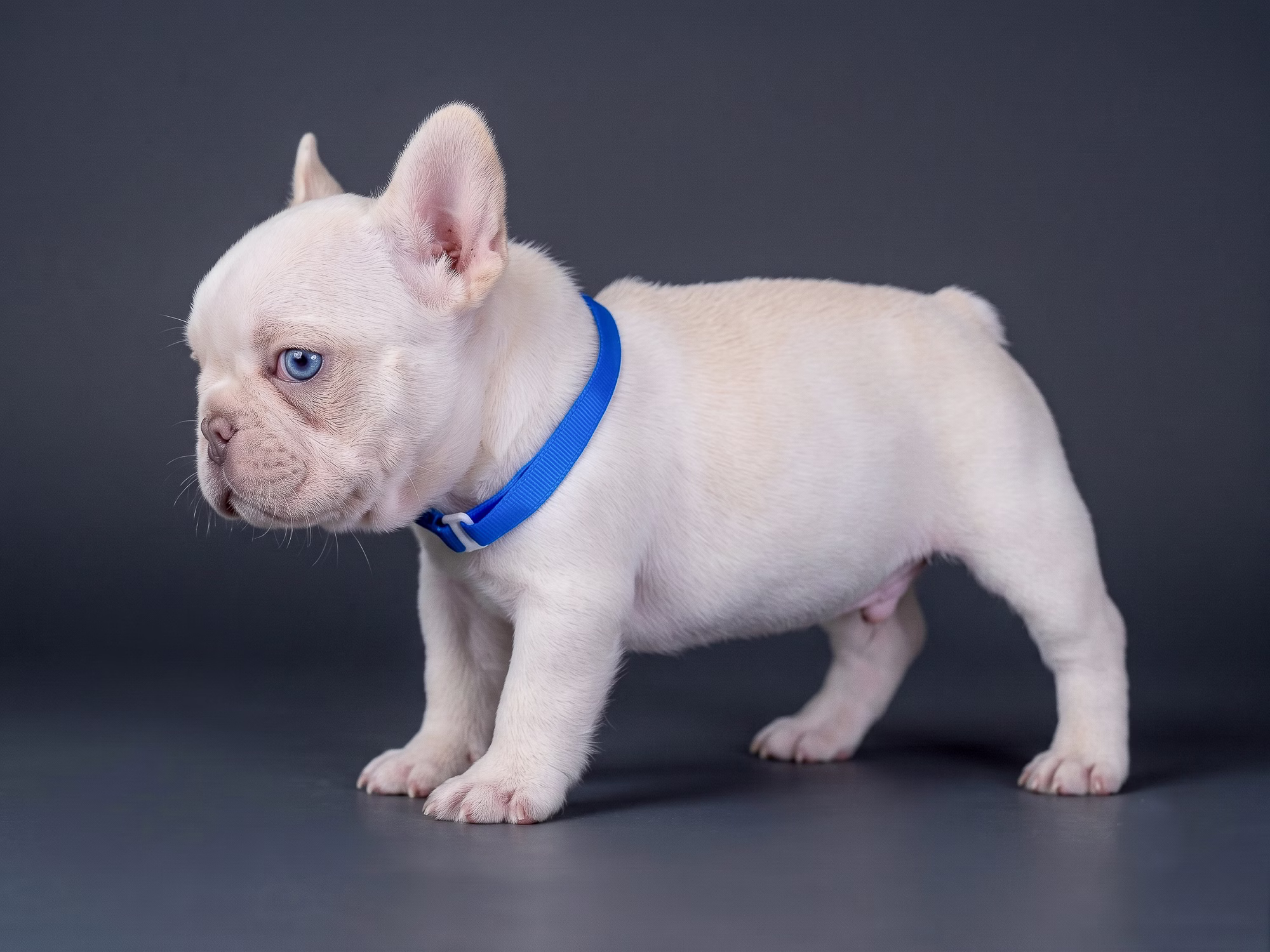 White French Bulldog puppy sitting on dark floor