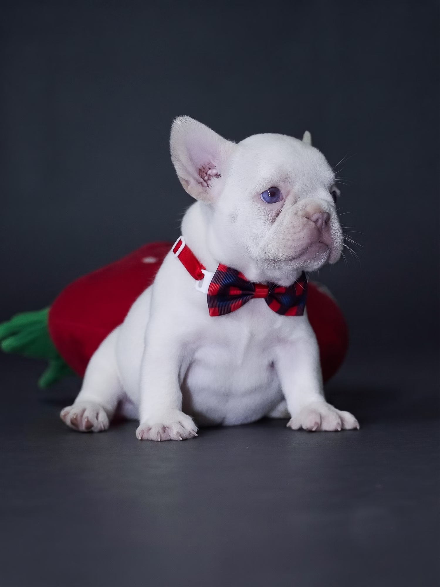 White French Bulldog puppy with red bow tie