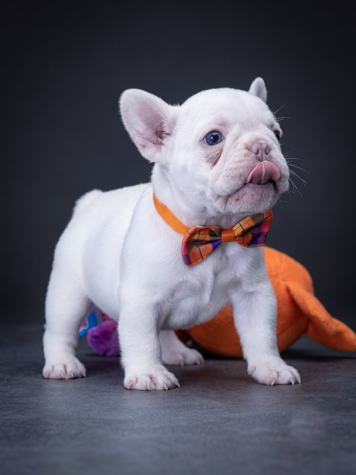 White French Bulldog puppy close up portrait