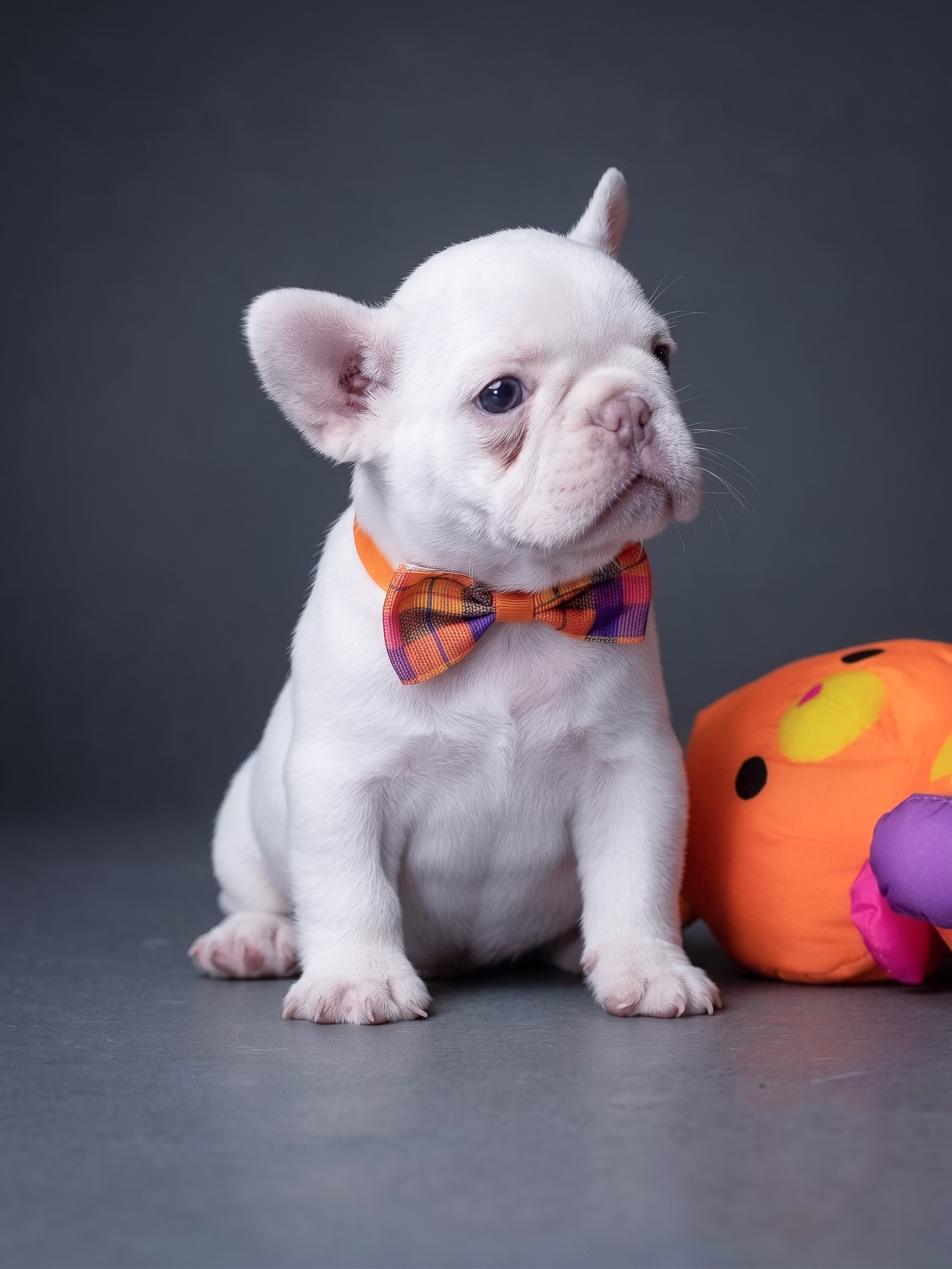 White French Bulldog puppy looking away