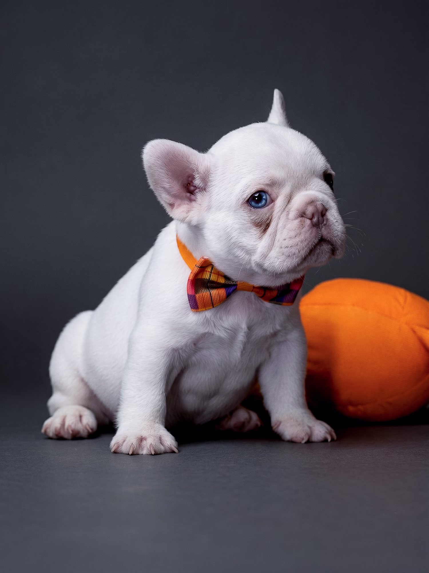 White French Bulldog puppy with orange toy