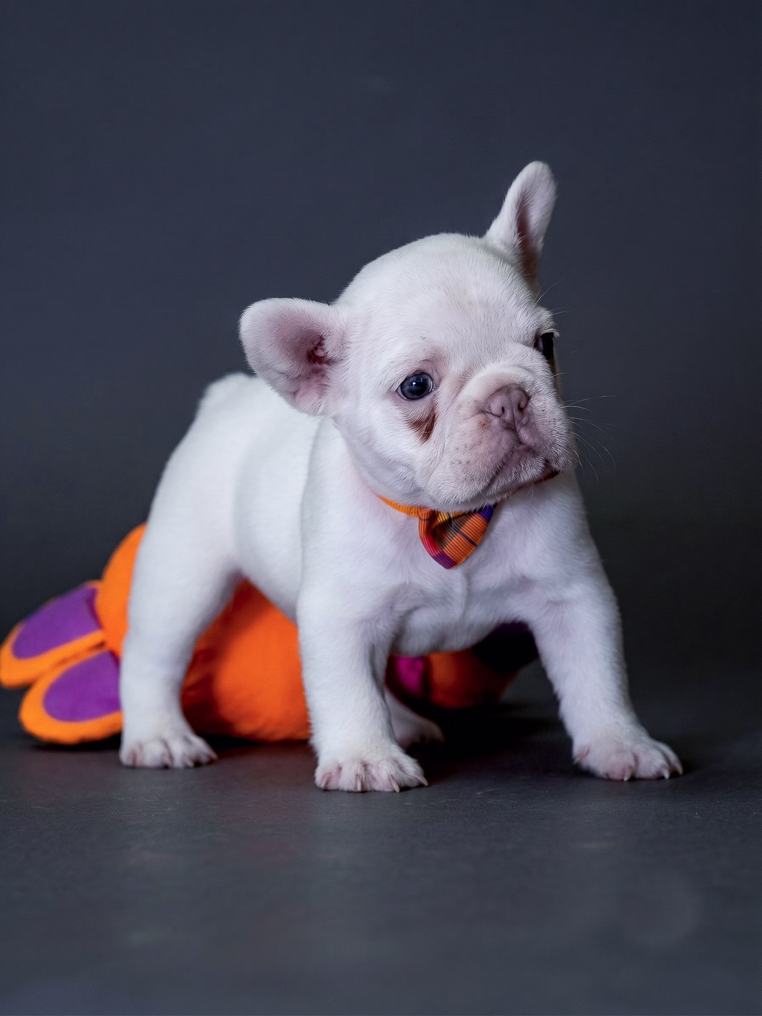 White French Bulldog puppy profile view