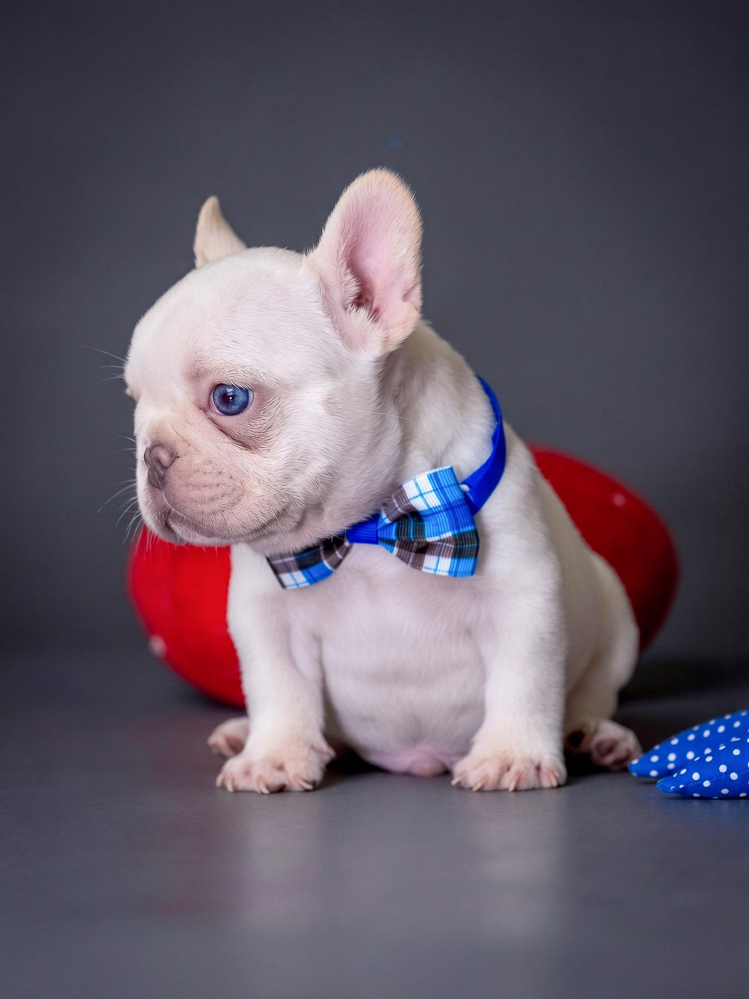 White French Bulldog Puppy 2 White French Bulldog Puppy 2