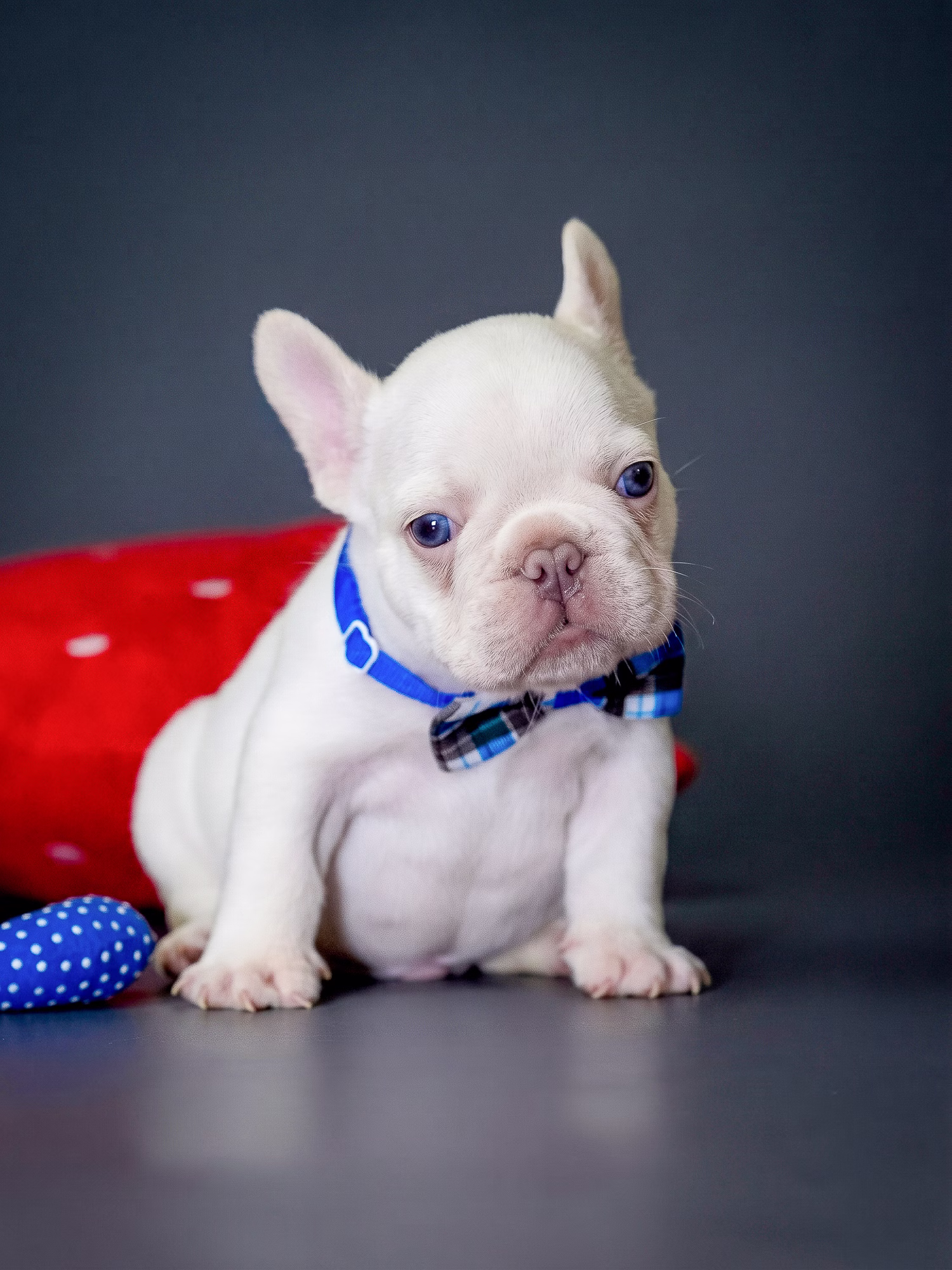 White French Bulldog puppy with red accessory