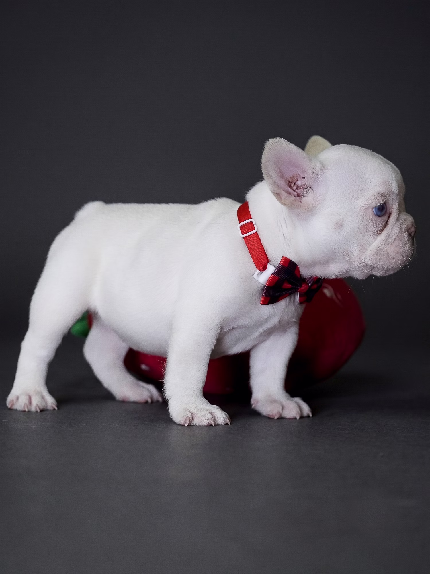 White French Bulldog puppy focused look