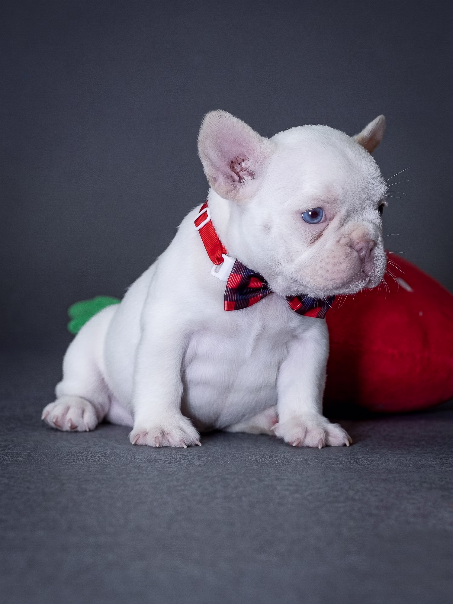 White French Bulldog puppy side profile