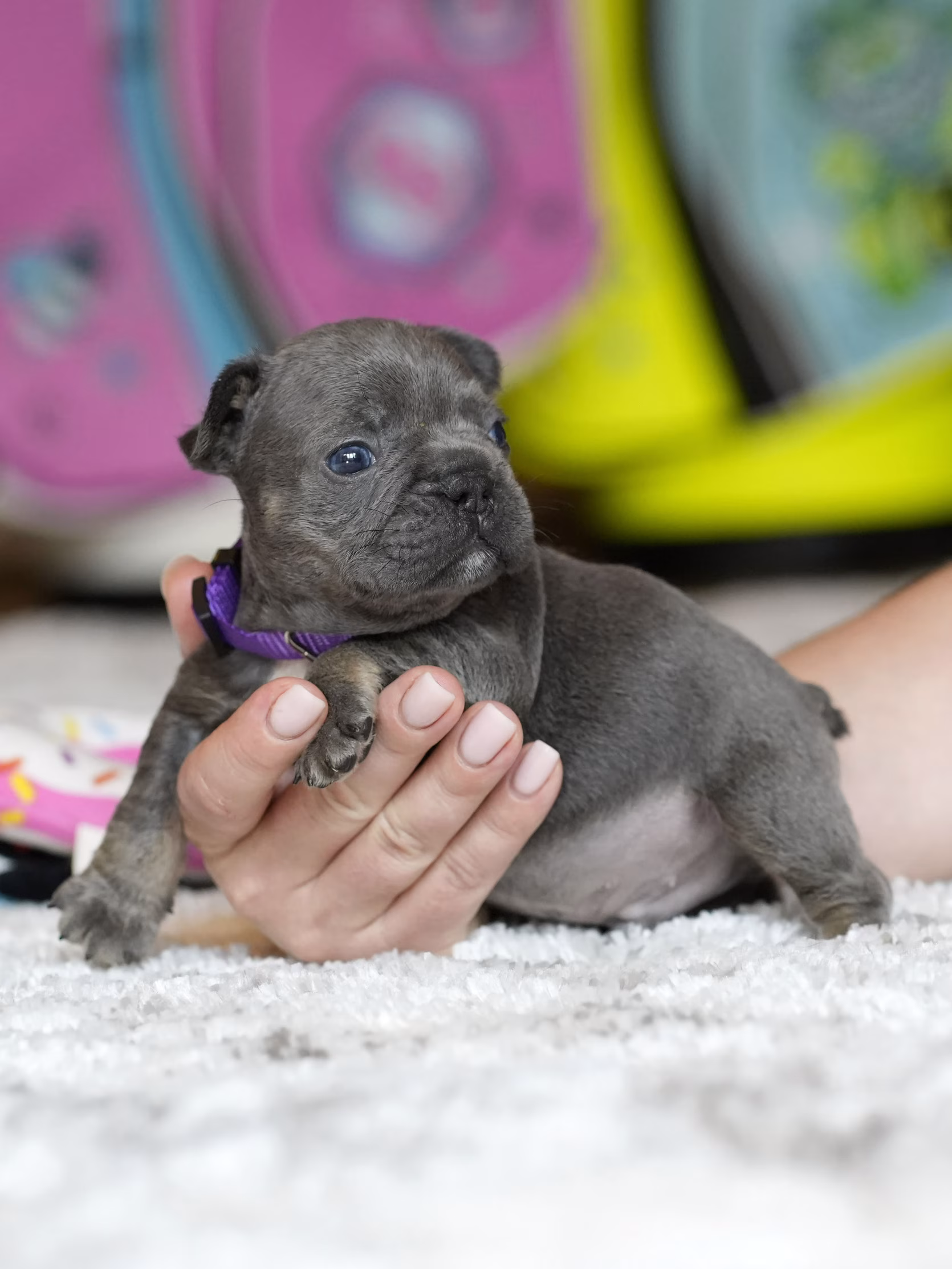 Solid blue French Bulldog puppy sitting down indoors