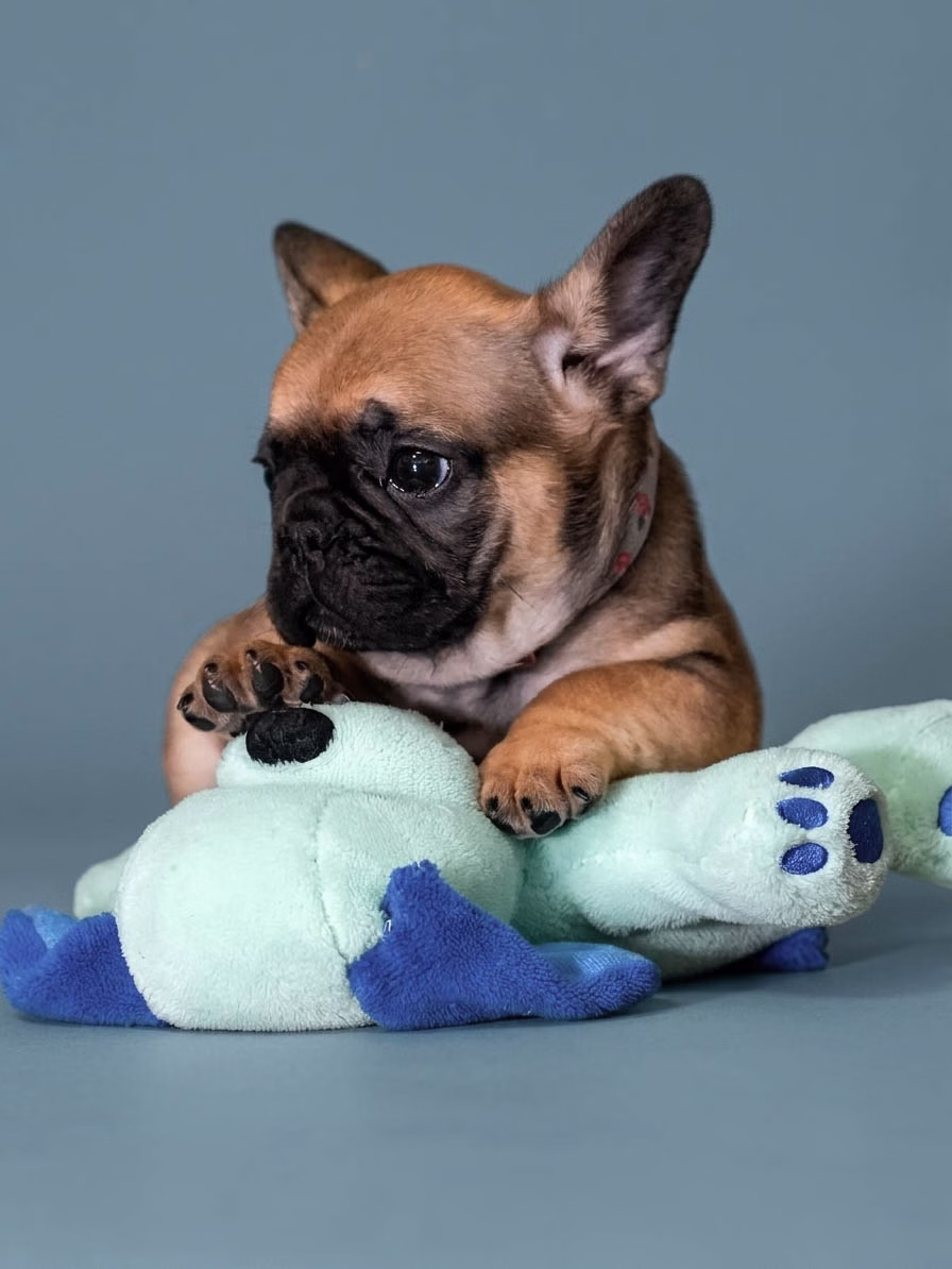 Fawn French Bulldog puppy available for adoption